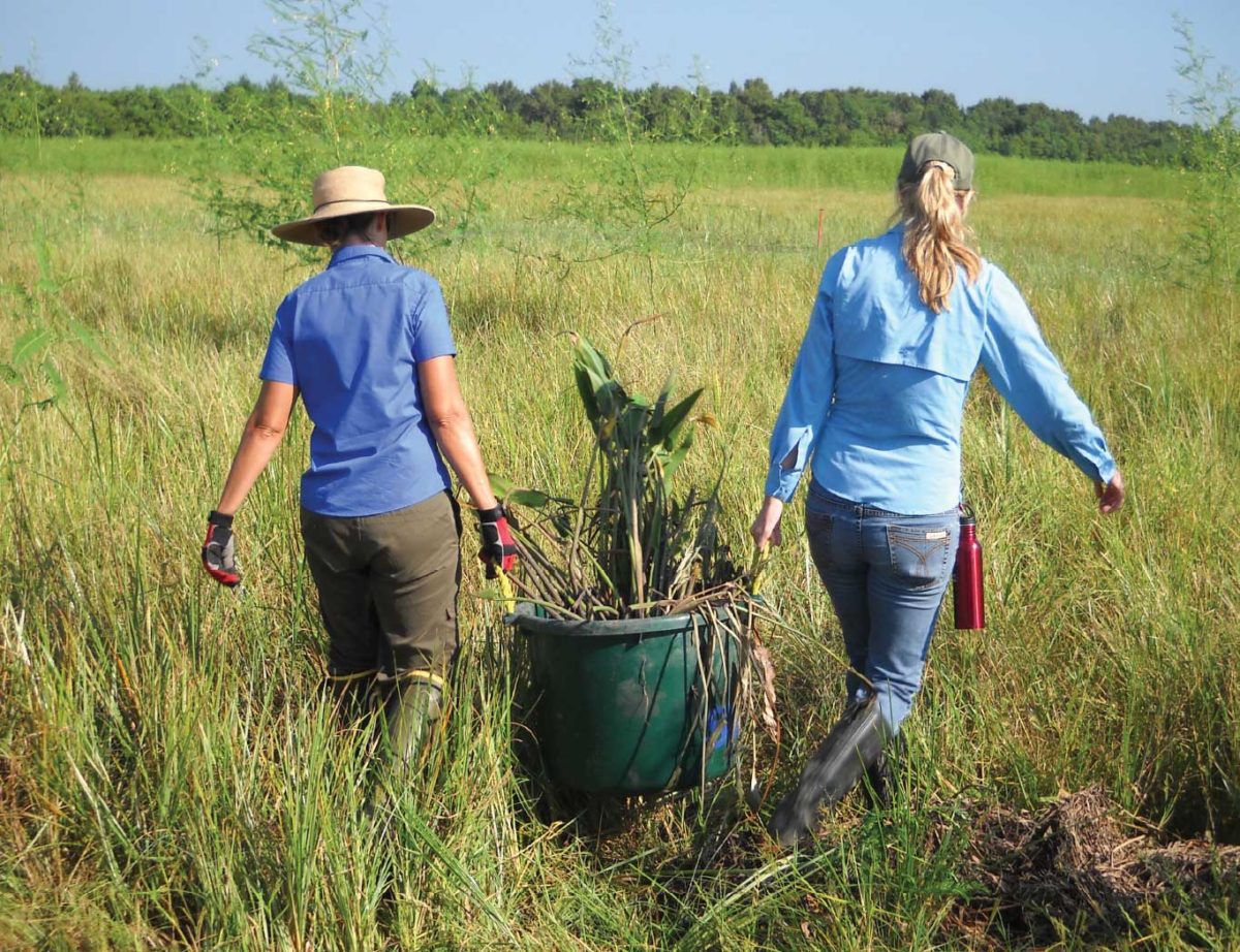 Women carrying foliage