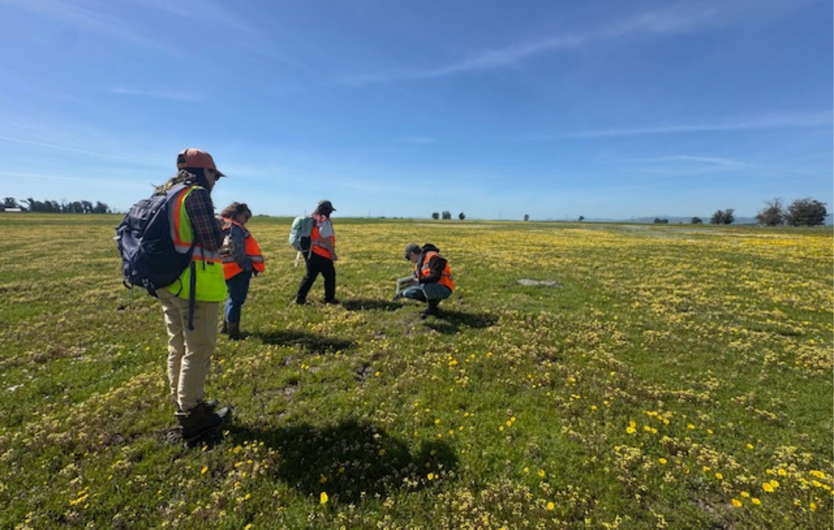 Visit at the Campbell Ranch Conservation Bank during the blooming period. Bre Cooney (Regulatory Specialist, Haily Mirabal (Project Manager), and Justin Chappelle (Ecologist)