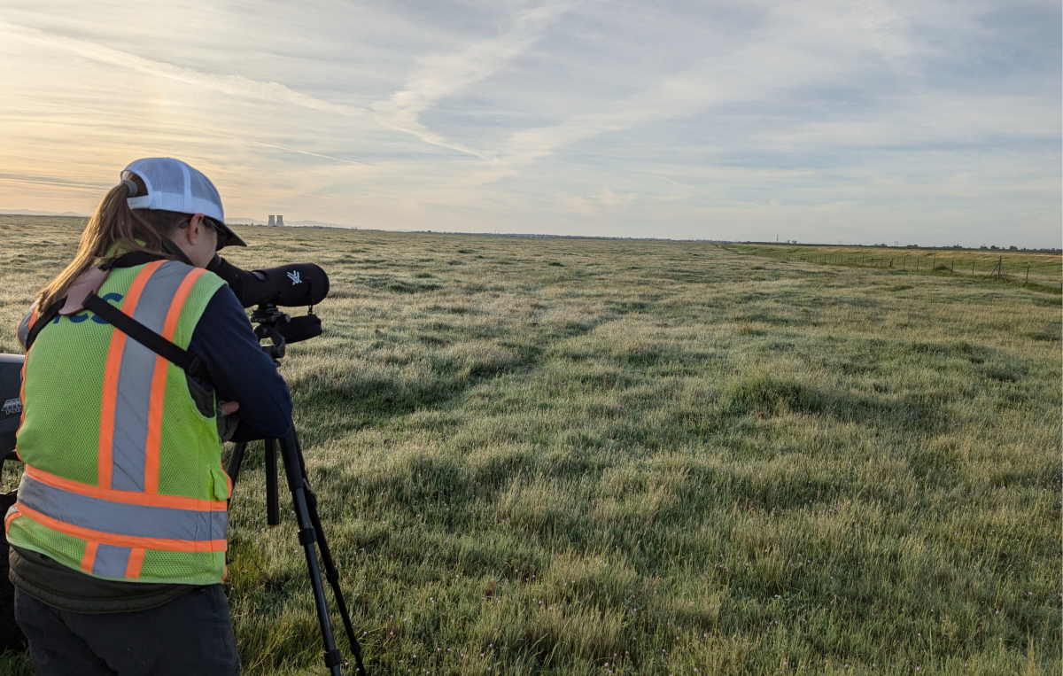Dawn Cunningham (Director, Terrestrial Ecology & Habitat Management) spots a Northern Harrier while searching for Swainson’s Hawk at Harbinson Ranch.
