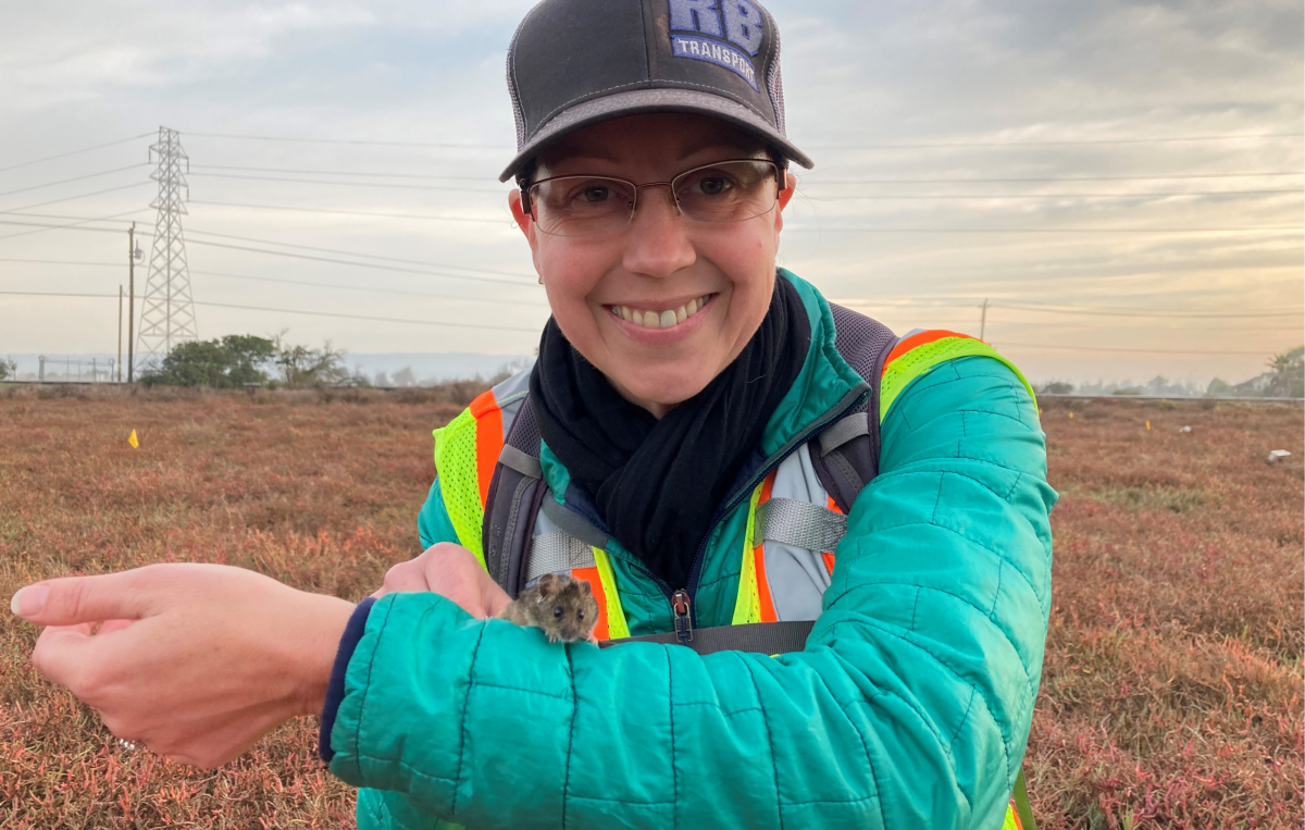Tina Rosa (Regulatory Specialist) with a salt marsh harvest mouse at Newark Slough.