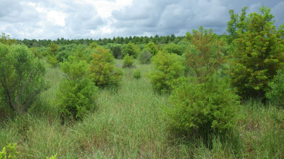 Bayou Terrebonne Mitigation Bank