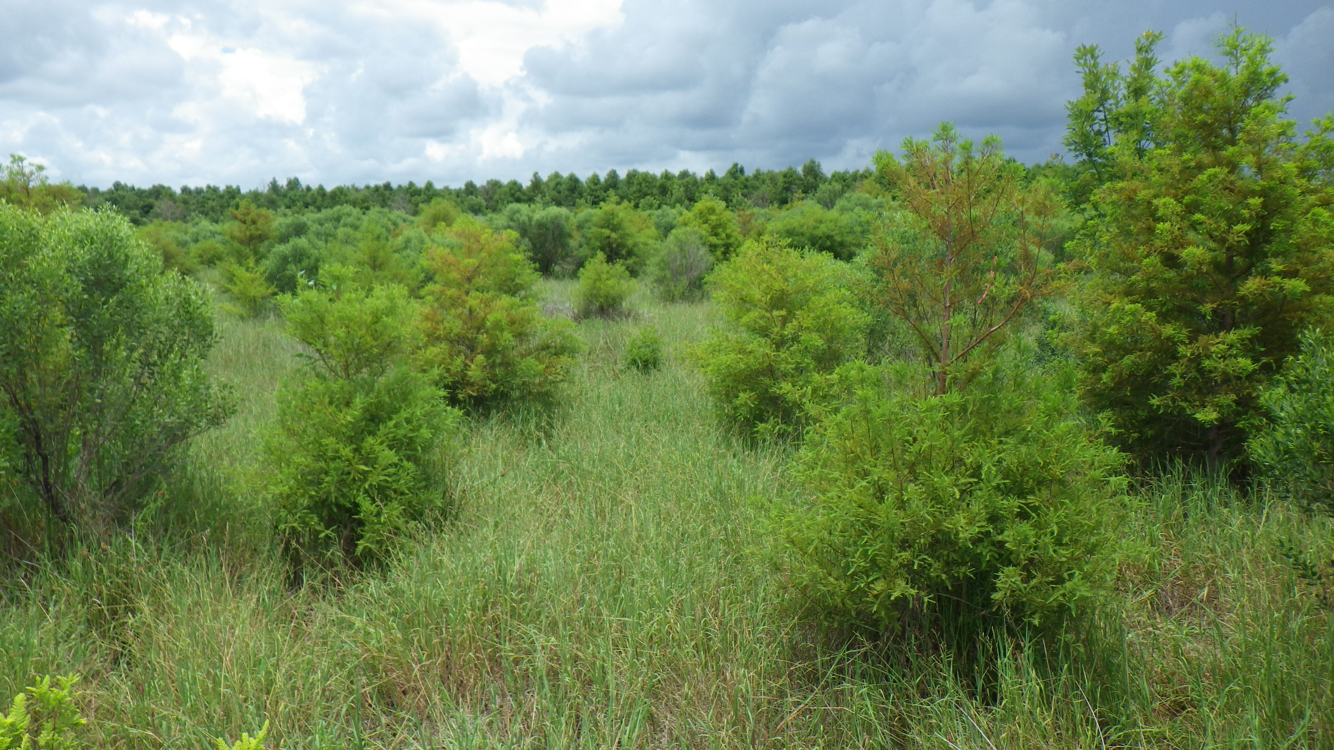 Bayou Terrebonne Wetland Mitigation Bank