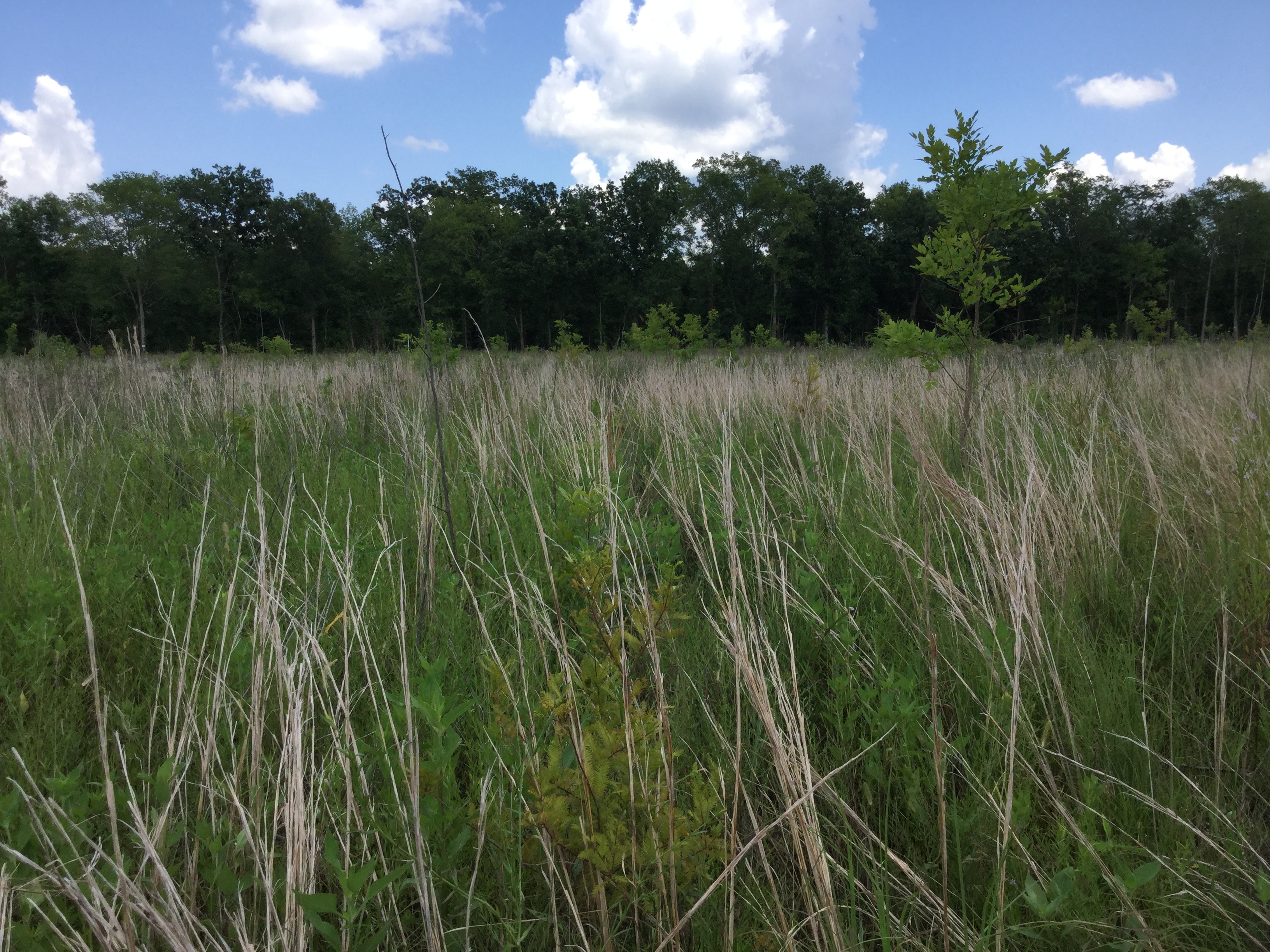 Big Bend Wetland Mitigation Bank