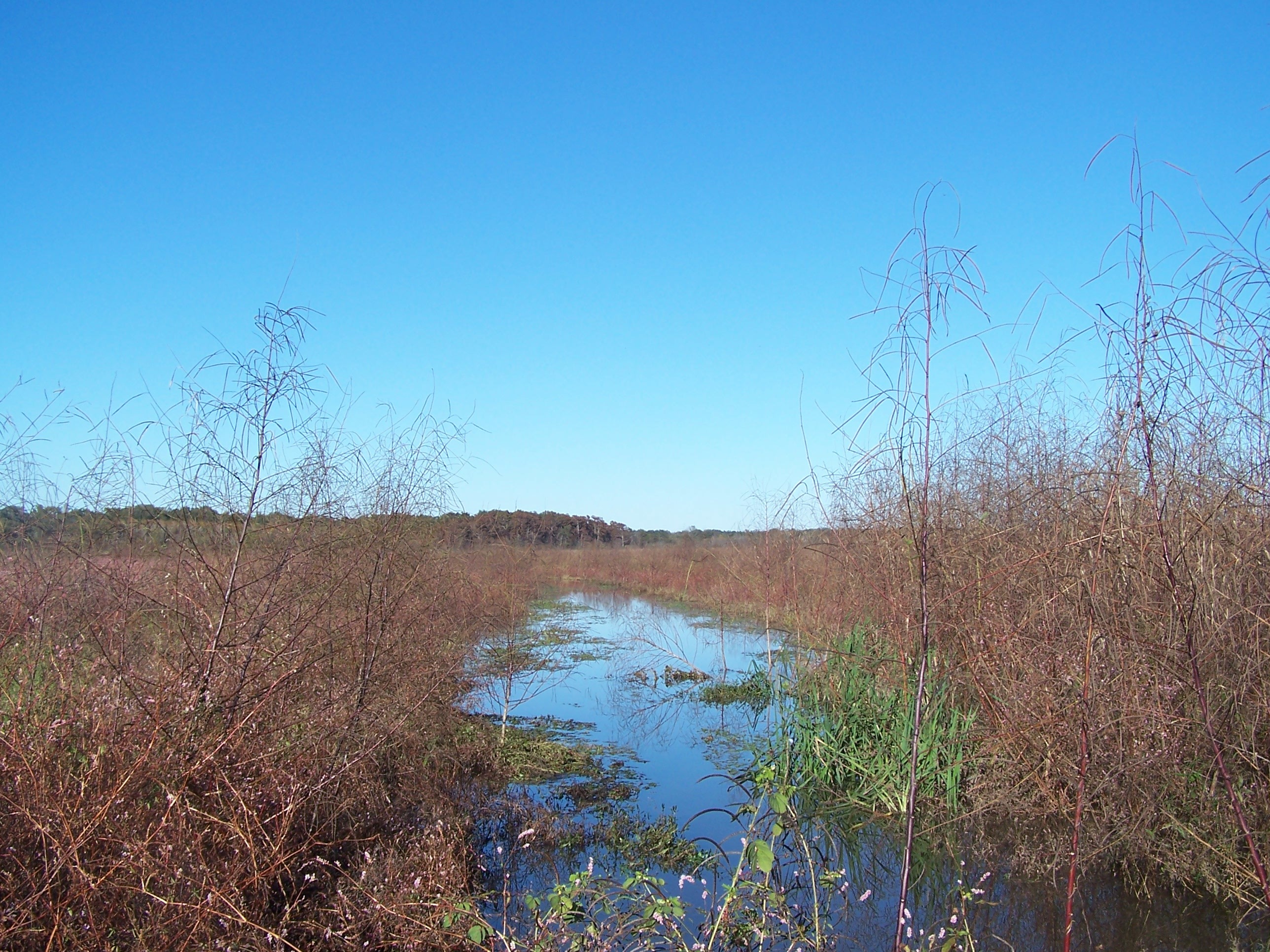 Black Bayou – Phases I, II, III, IV Stream and Wetland Mitigation Bank