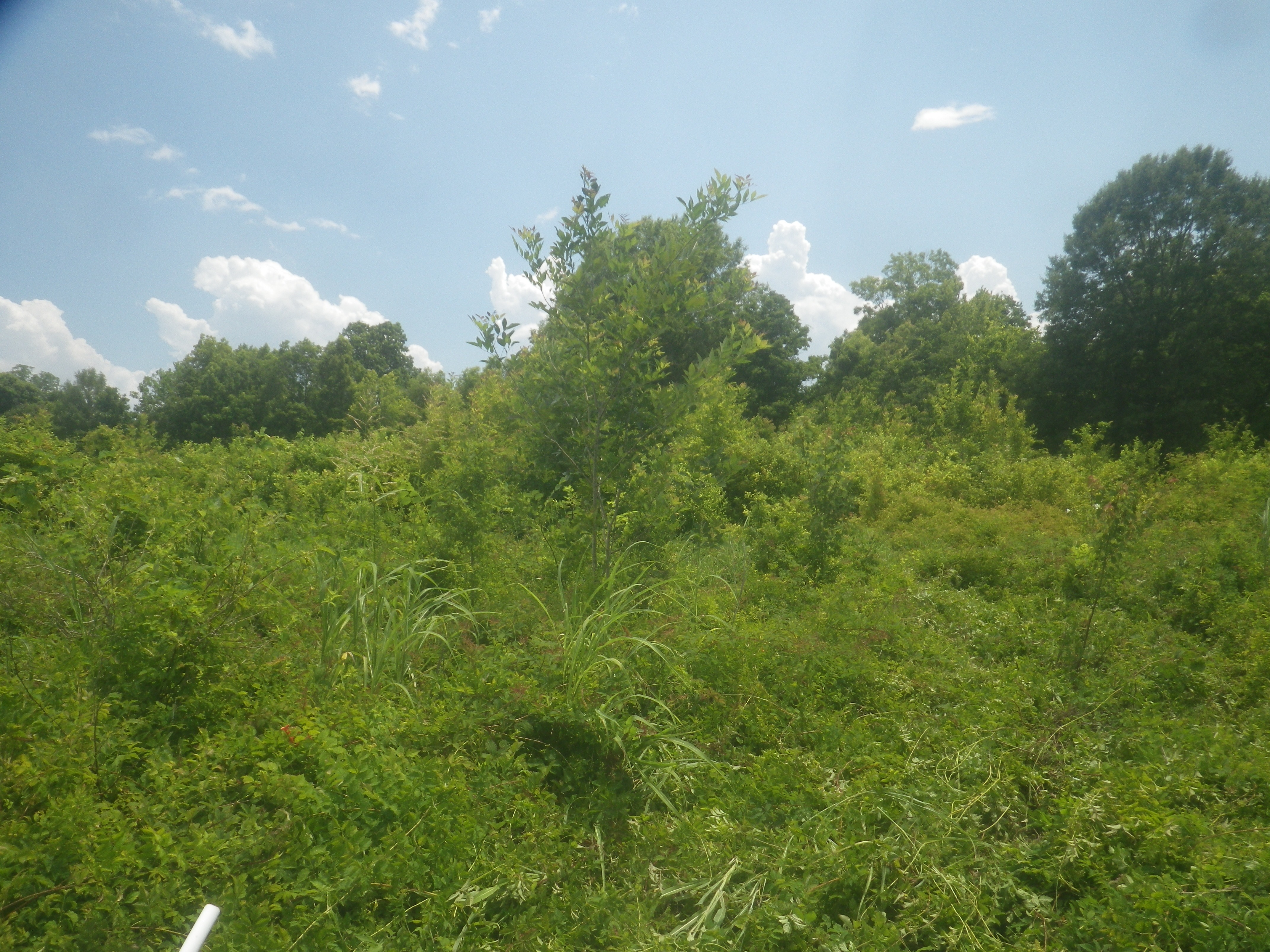 Center Bayou Wetland Mitigation Bank
