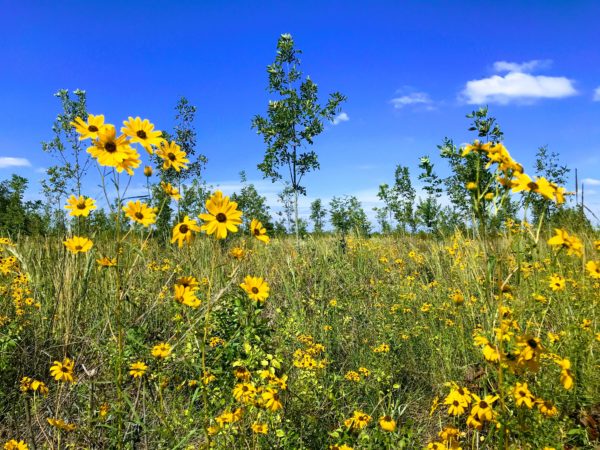 Brooks Creek Wetland Mitigation Bank