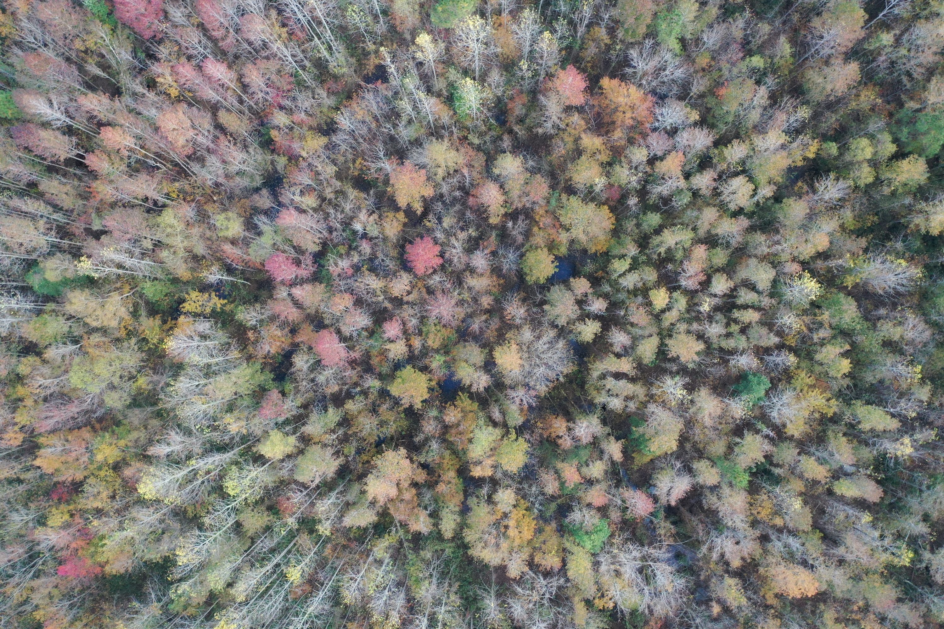 Dover Farm Wetland Mitigation Bank