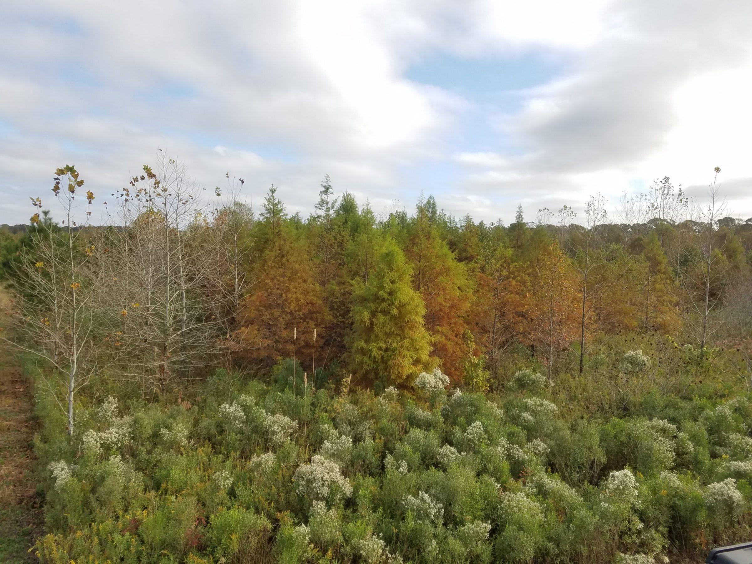 Dover Farms – Old trees new trees