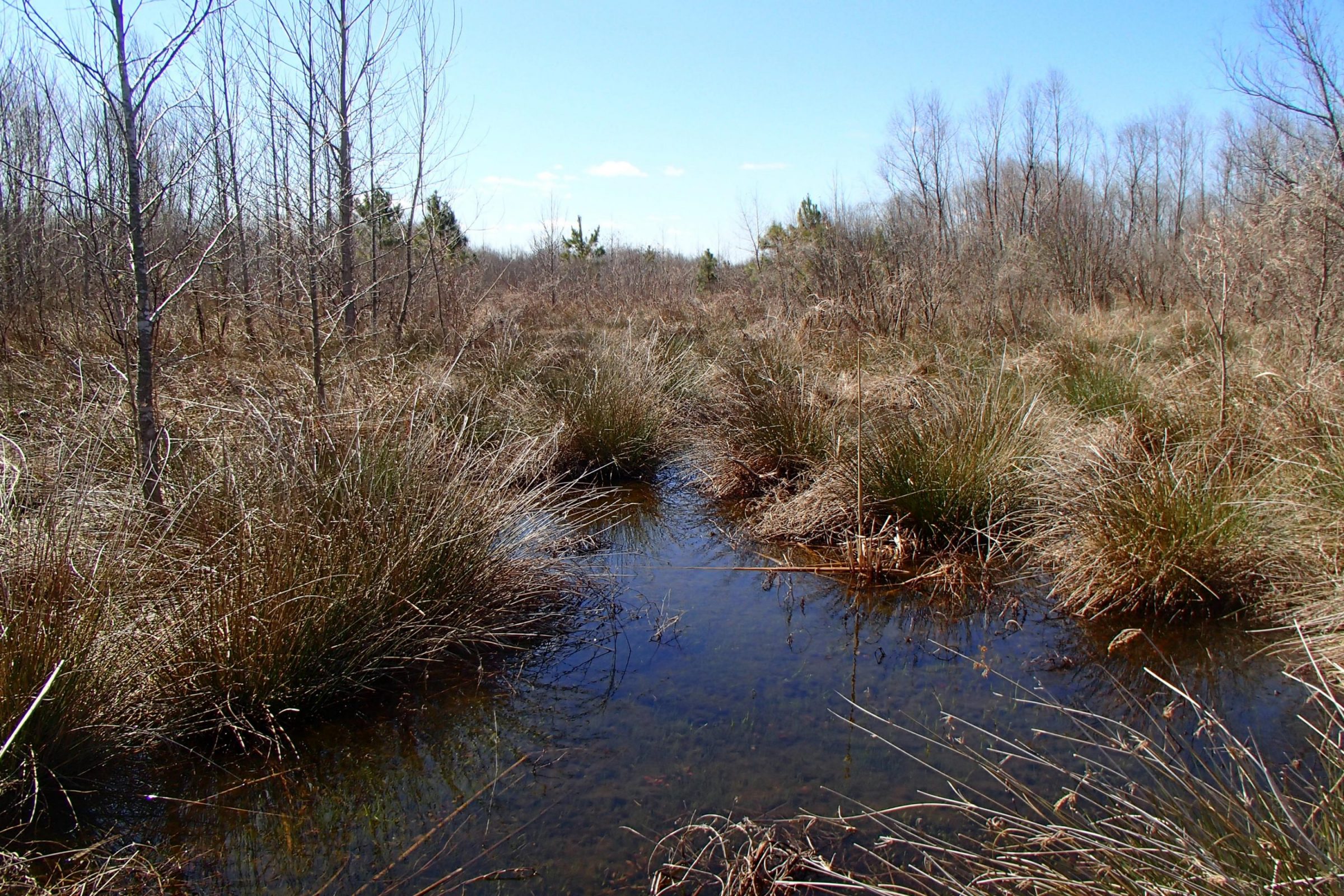 Dover Farms – Wetlands