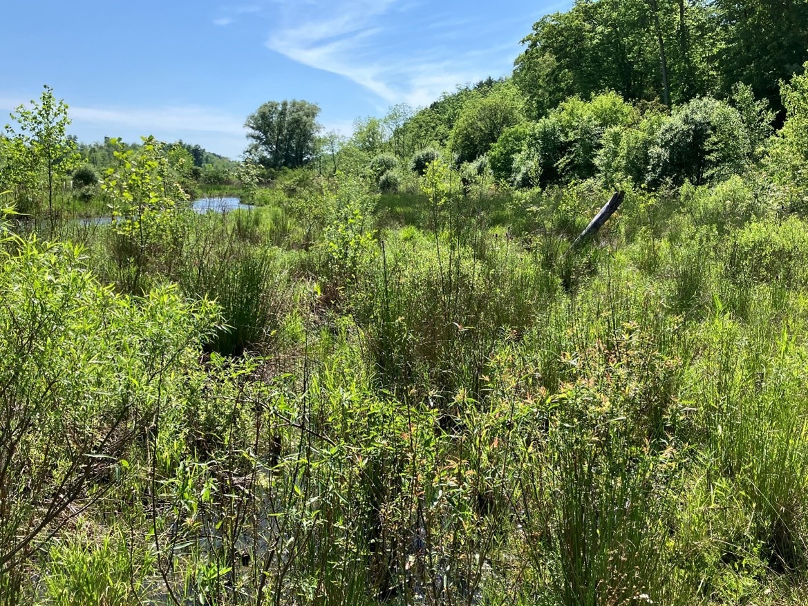 Lock Haven Stream Restoration Clinton Cnty Post restoration_May 2024