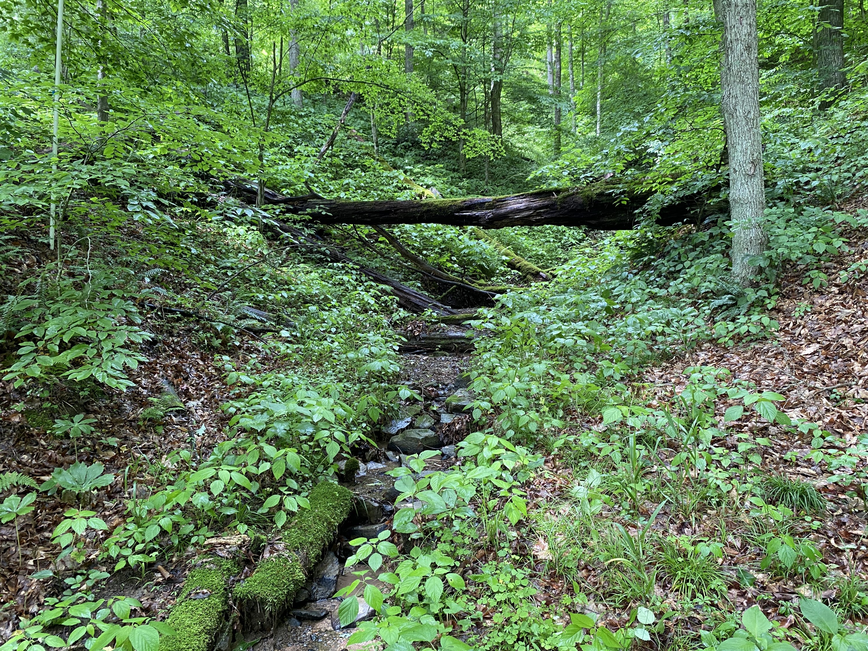 Seven Pines Stream Mitigation Bank