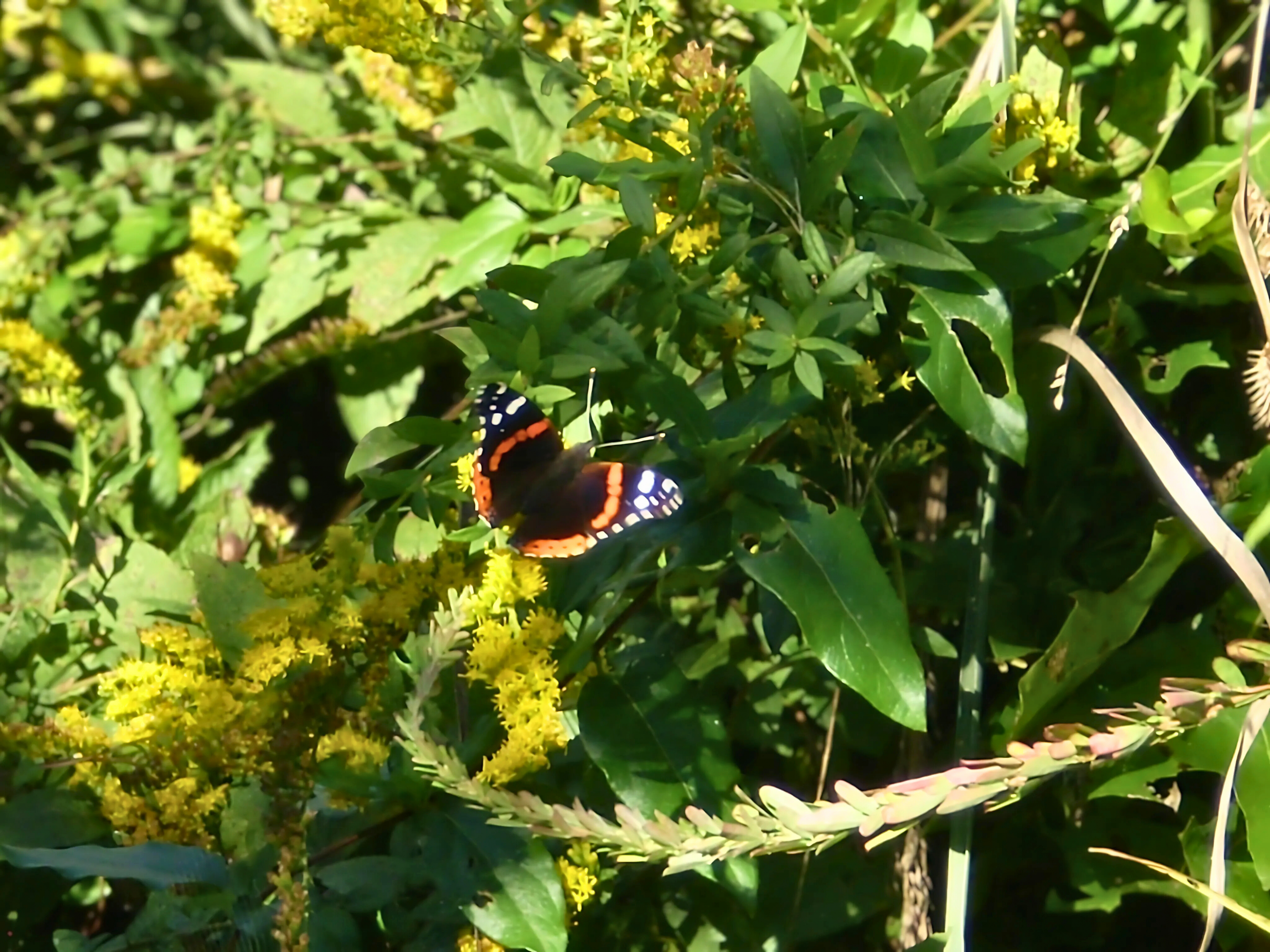 Nahunta Swamp Mitigation Bank