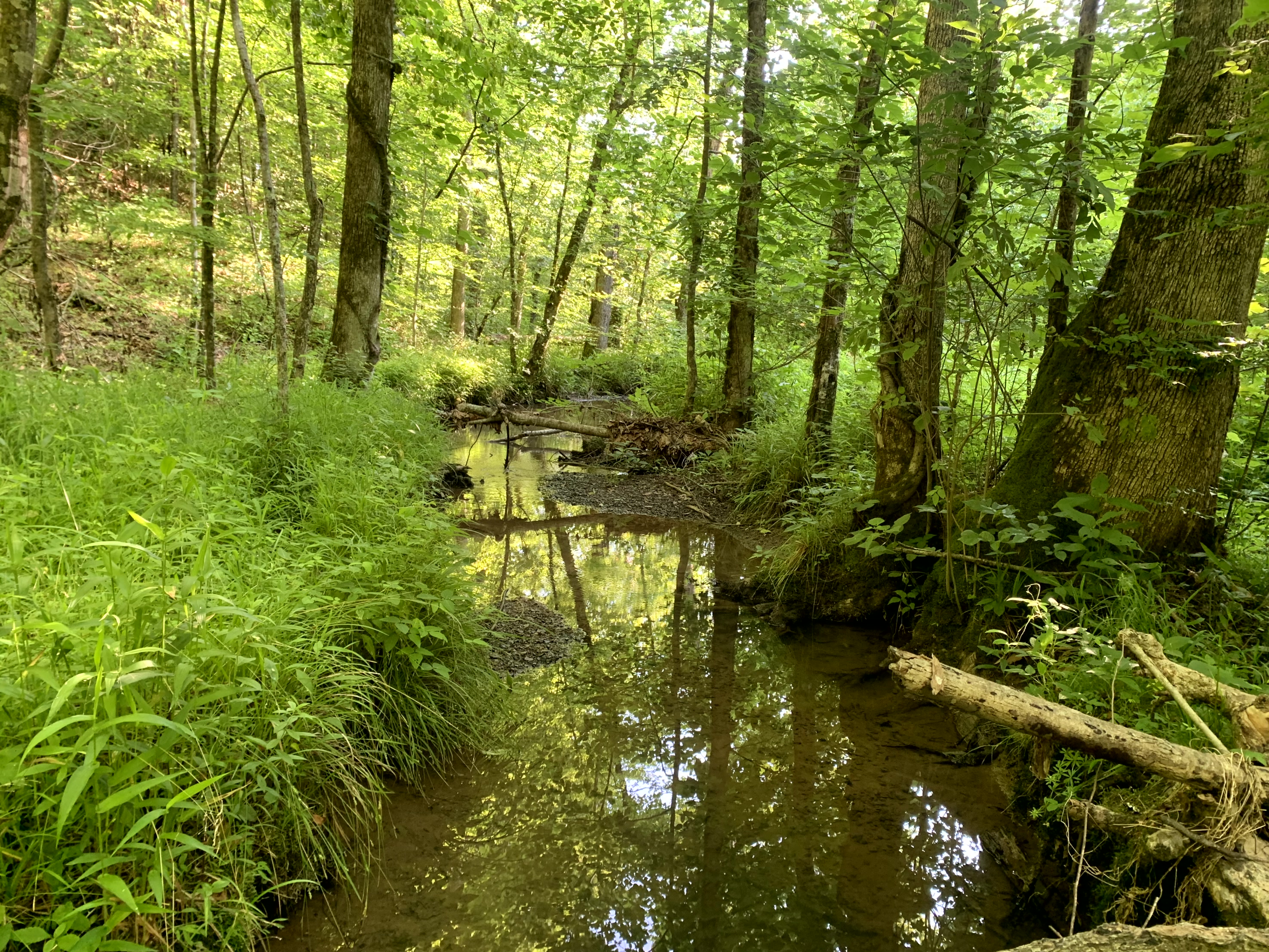 Lodi Mitigation Bank