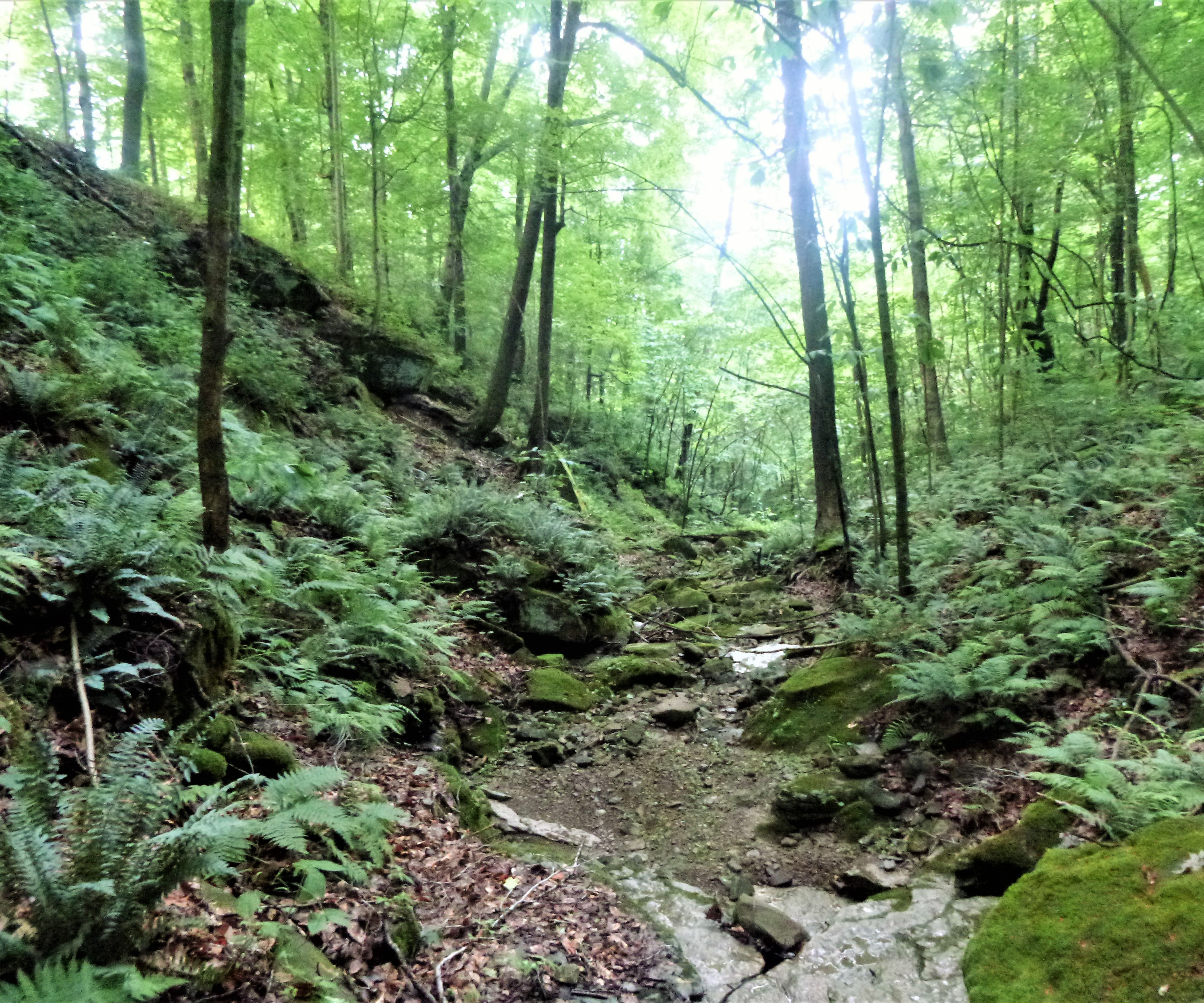 Indiana Statewide Bat Conservation Bank