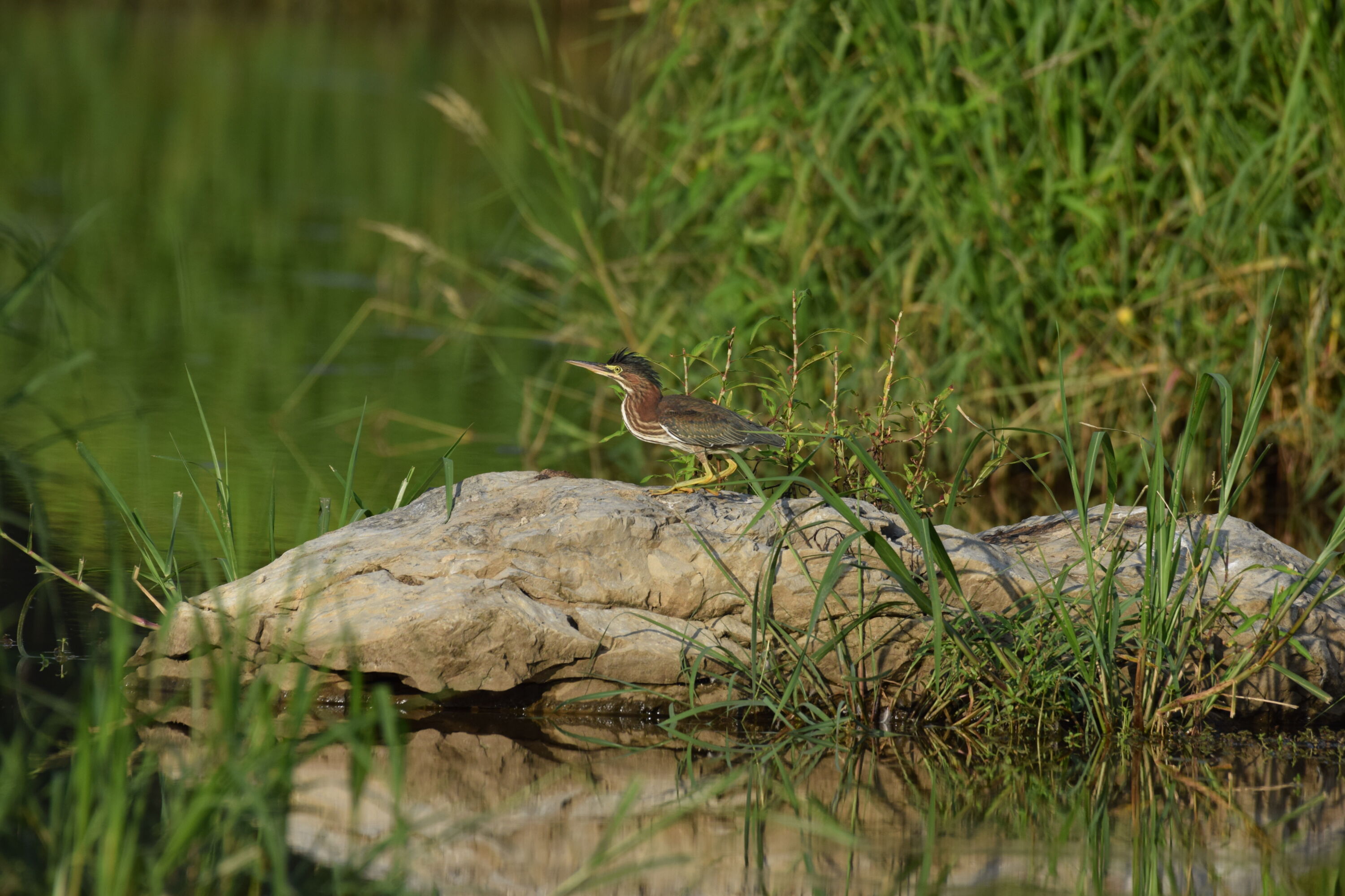 Old Creek Place Mitigation Bank