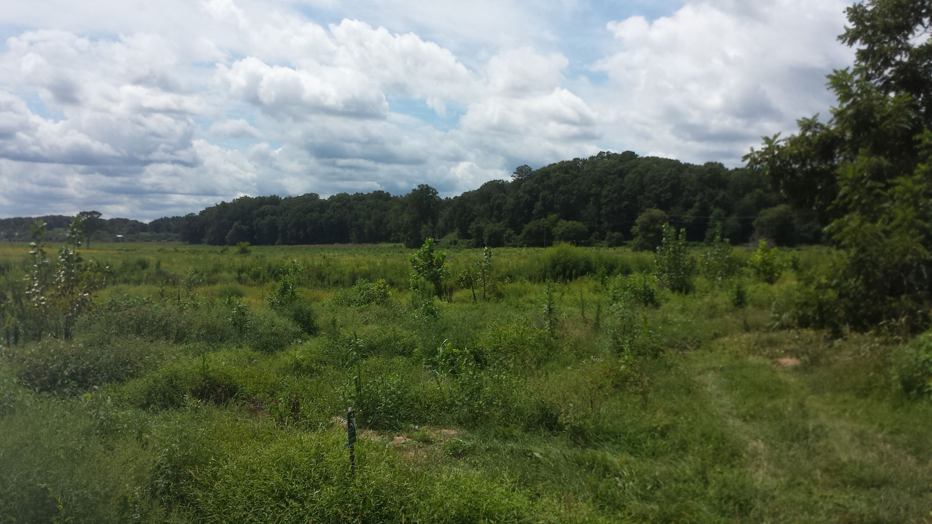 Etowah River Road Mitigation Bank