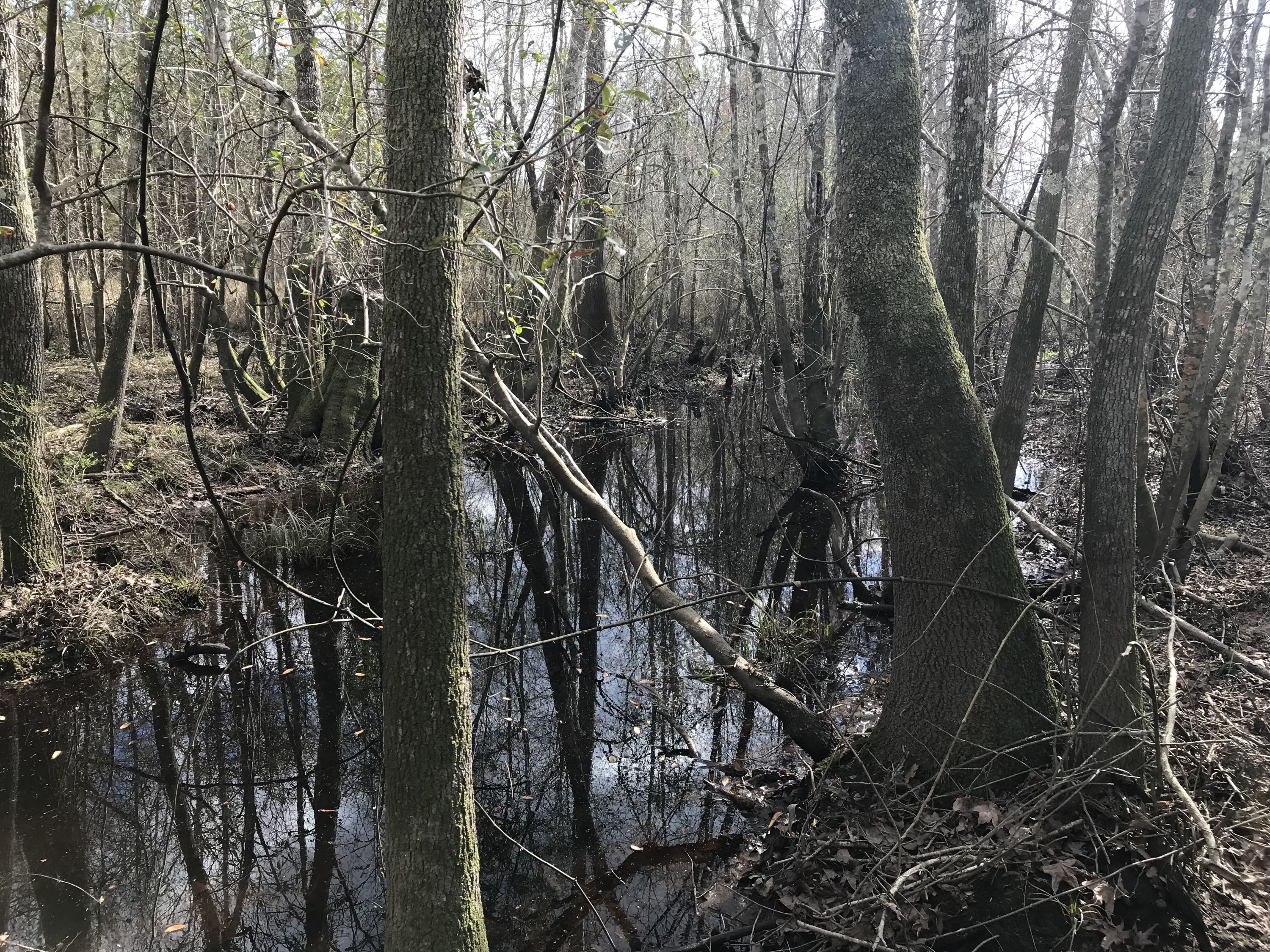 Hog Creek Mitigation Bank