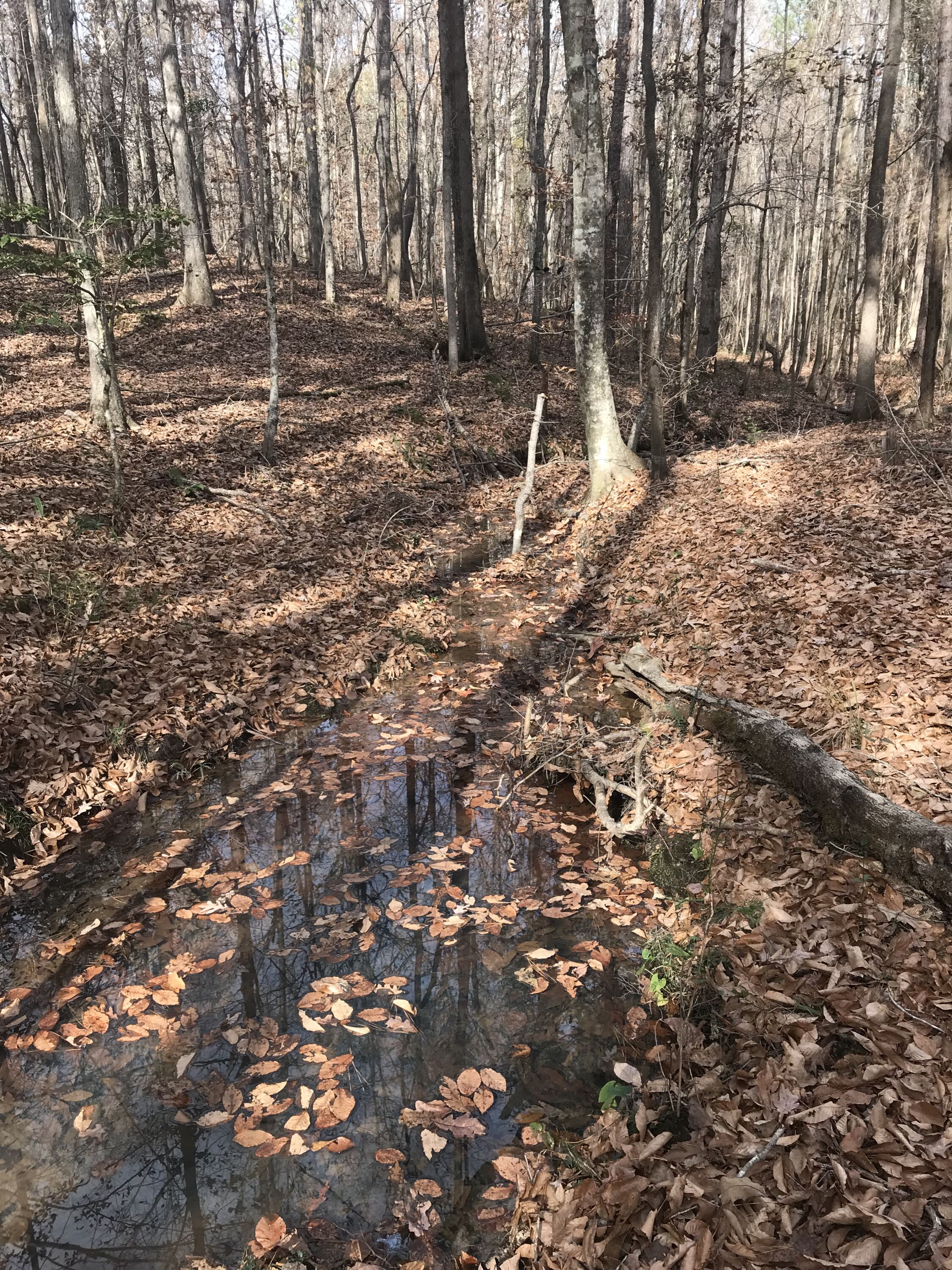 Mulberry Basin Mitigation Bank