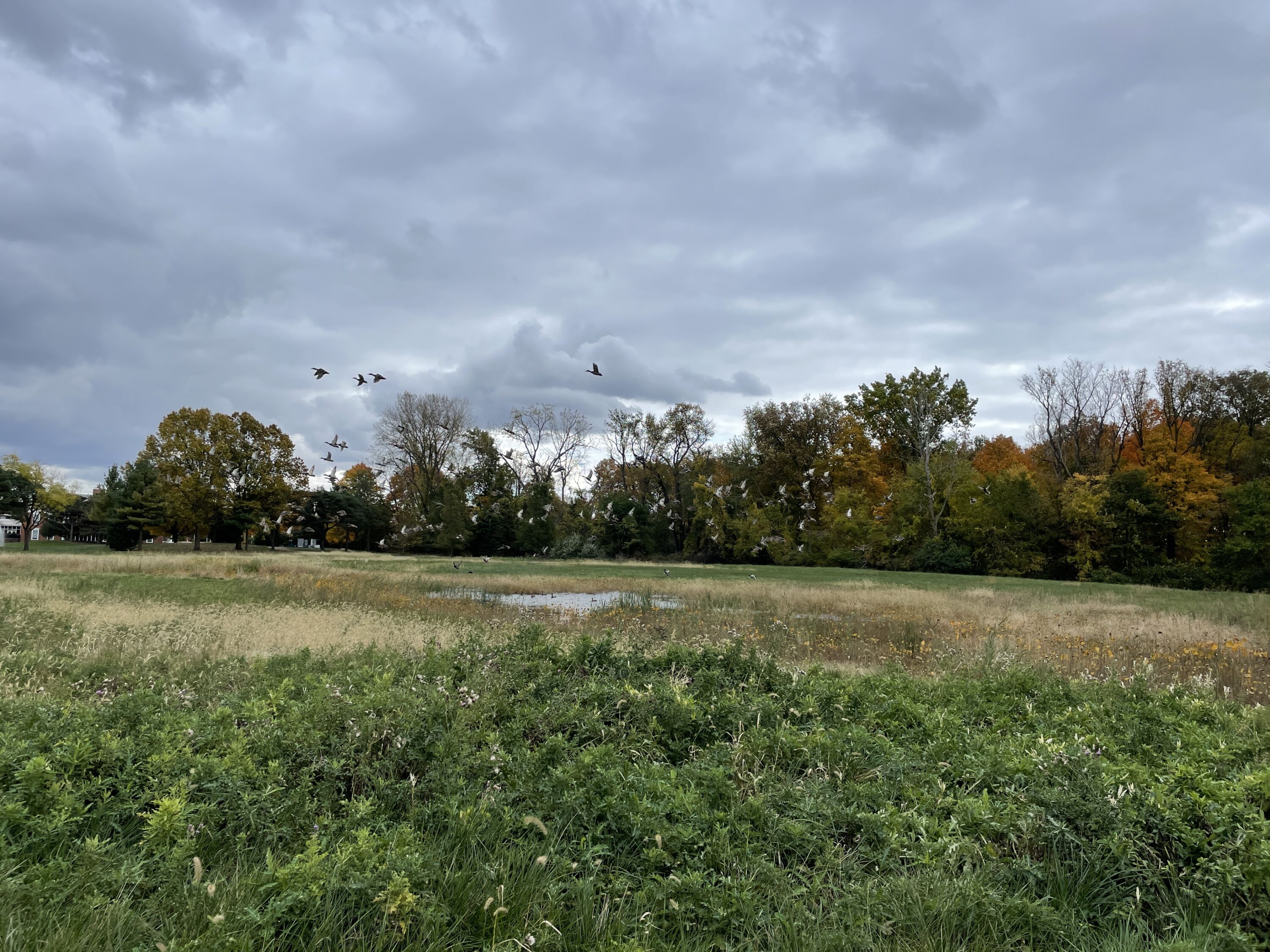 University of Toledo CADE Wetland and Stream Restoration