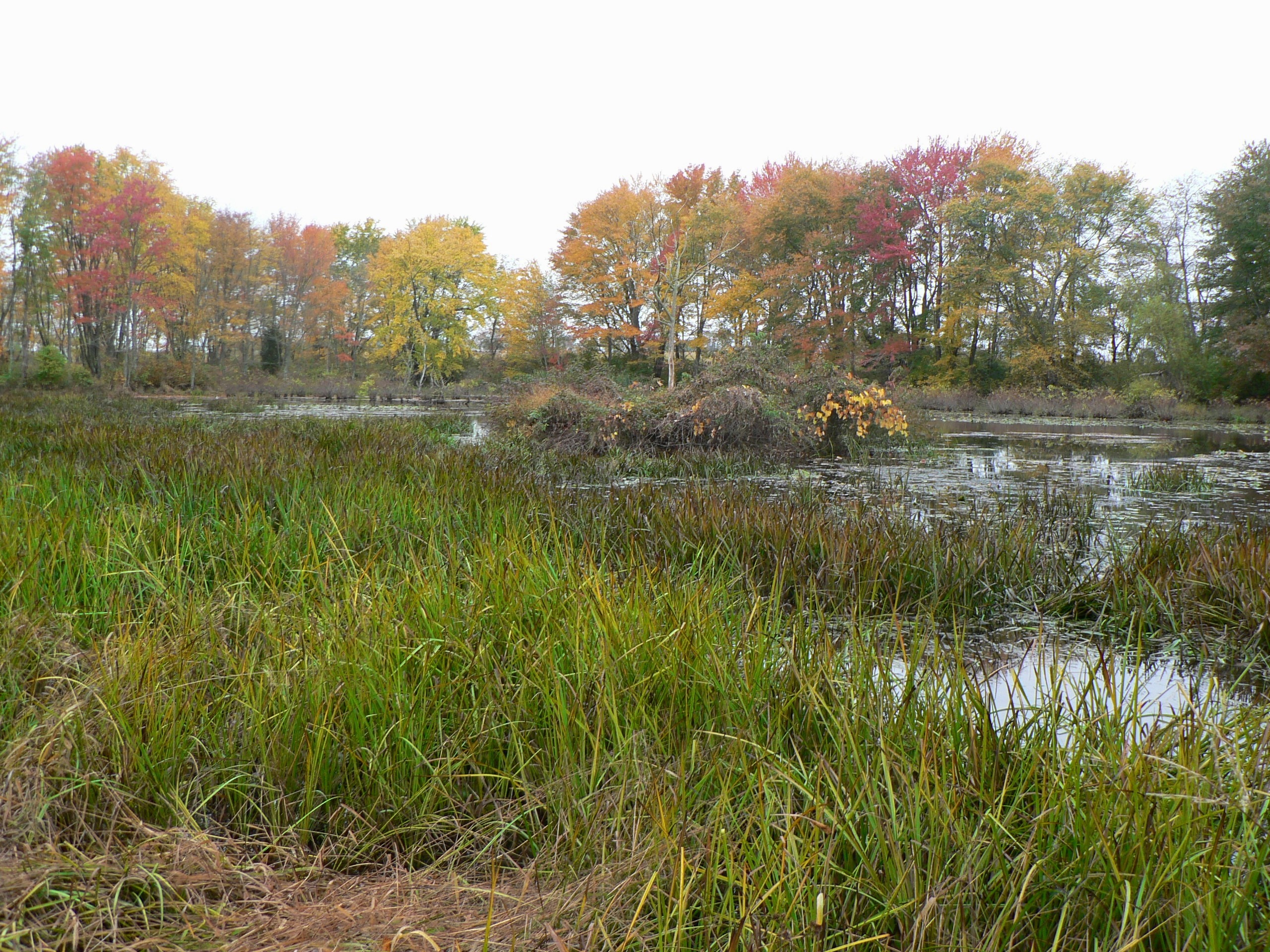 St. Joseph’s Center Ecological Assessment