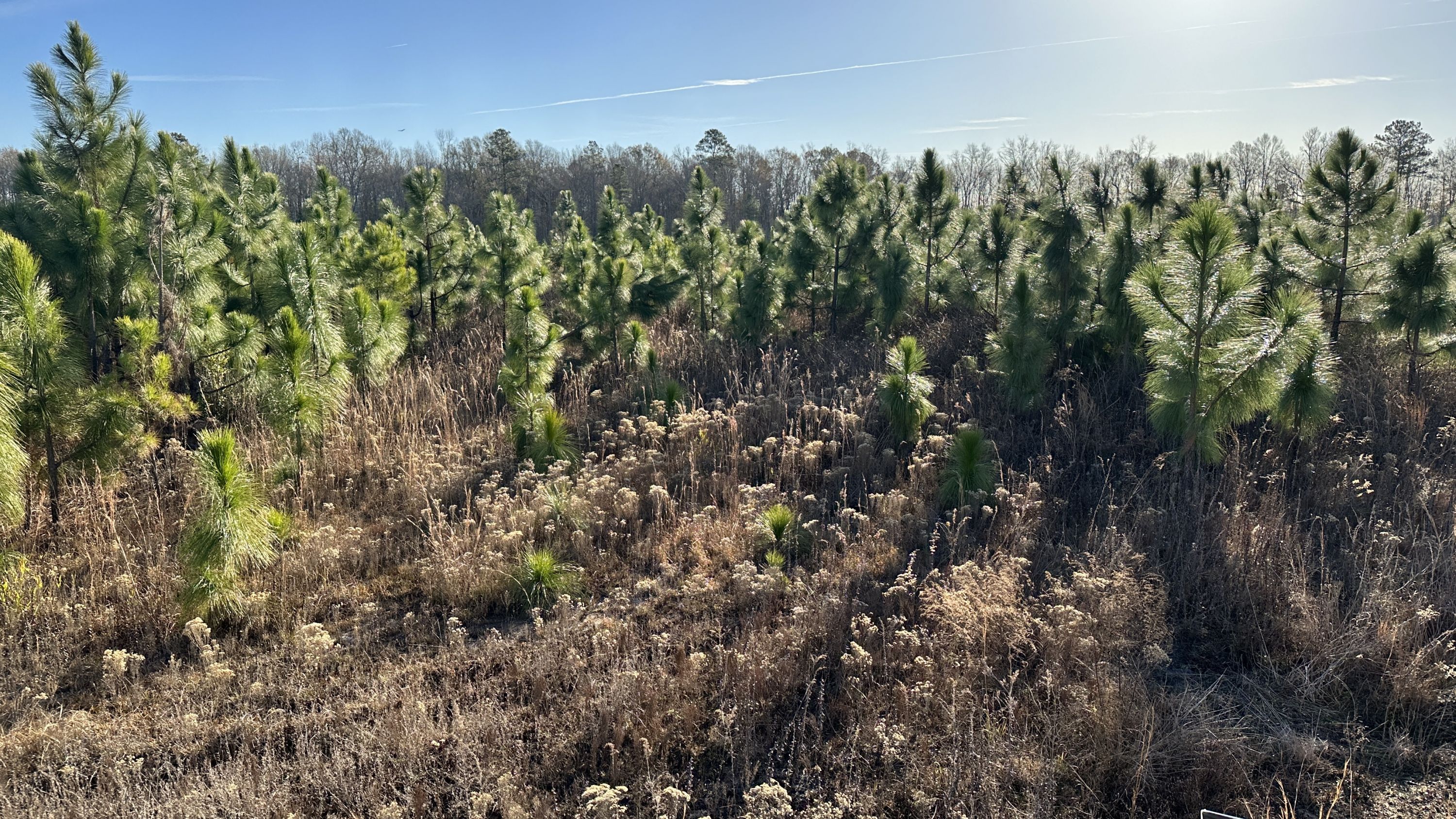 Volvo Manufacturing Facility Landscape Mitigation Plan