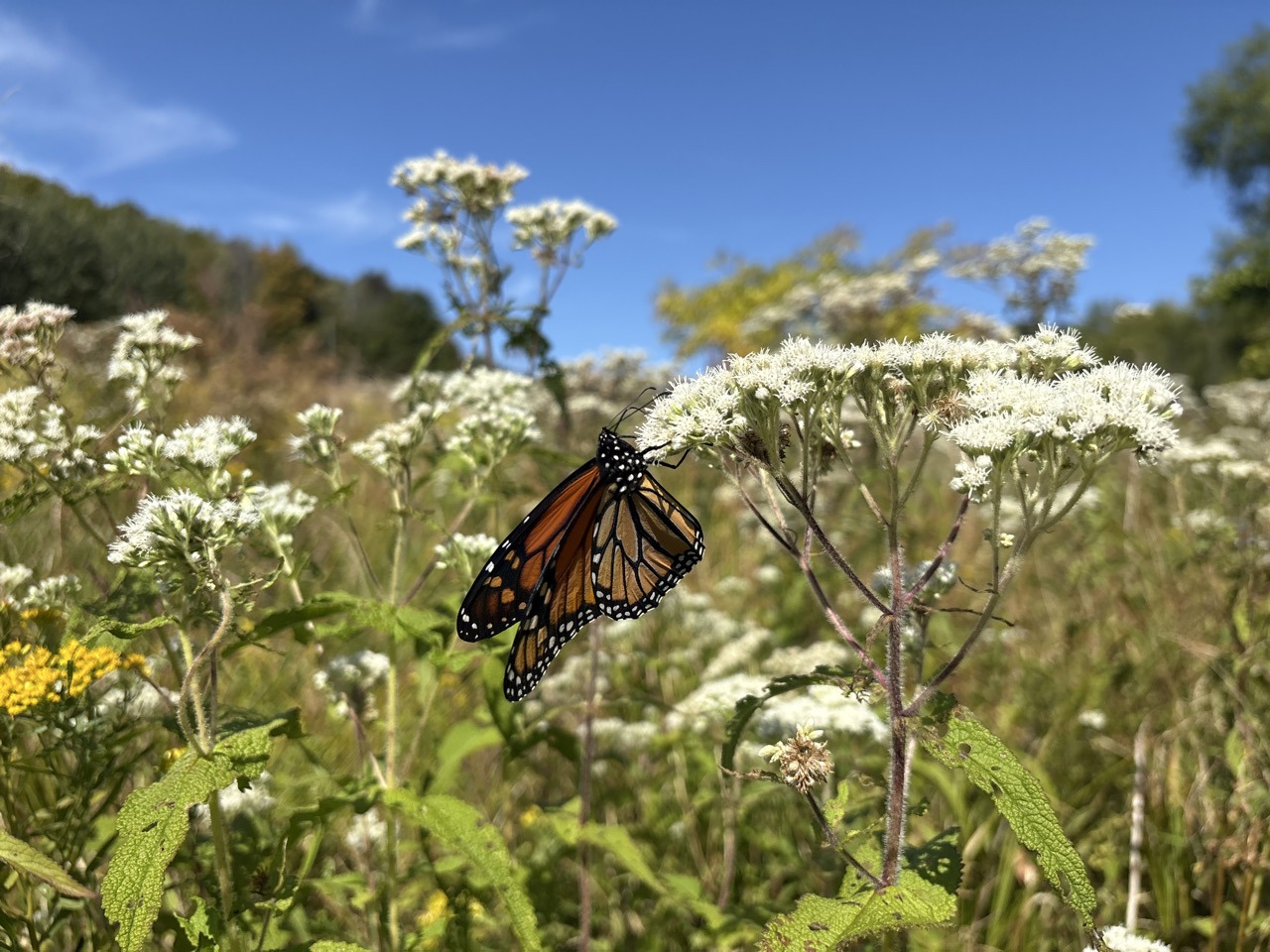 USRMB Phase 1 Mitigation Bank