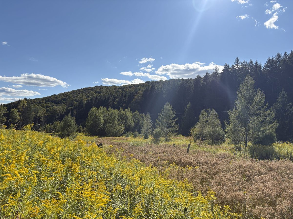 mitigation site