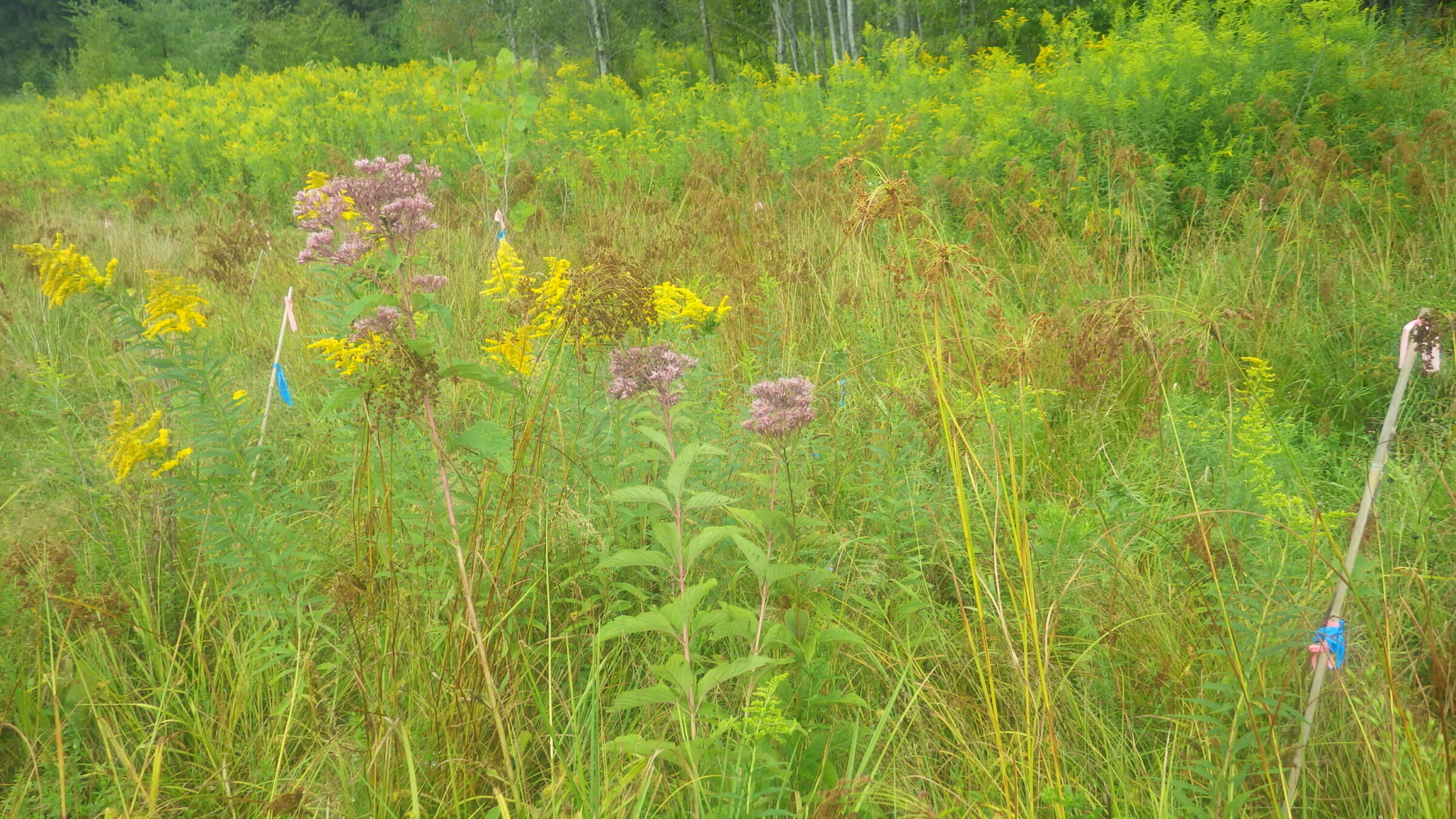 The Fen – Sage Mountain Botanical Sanctuary