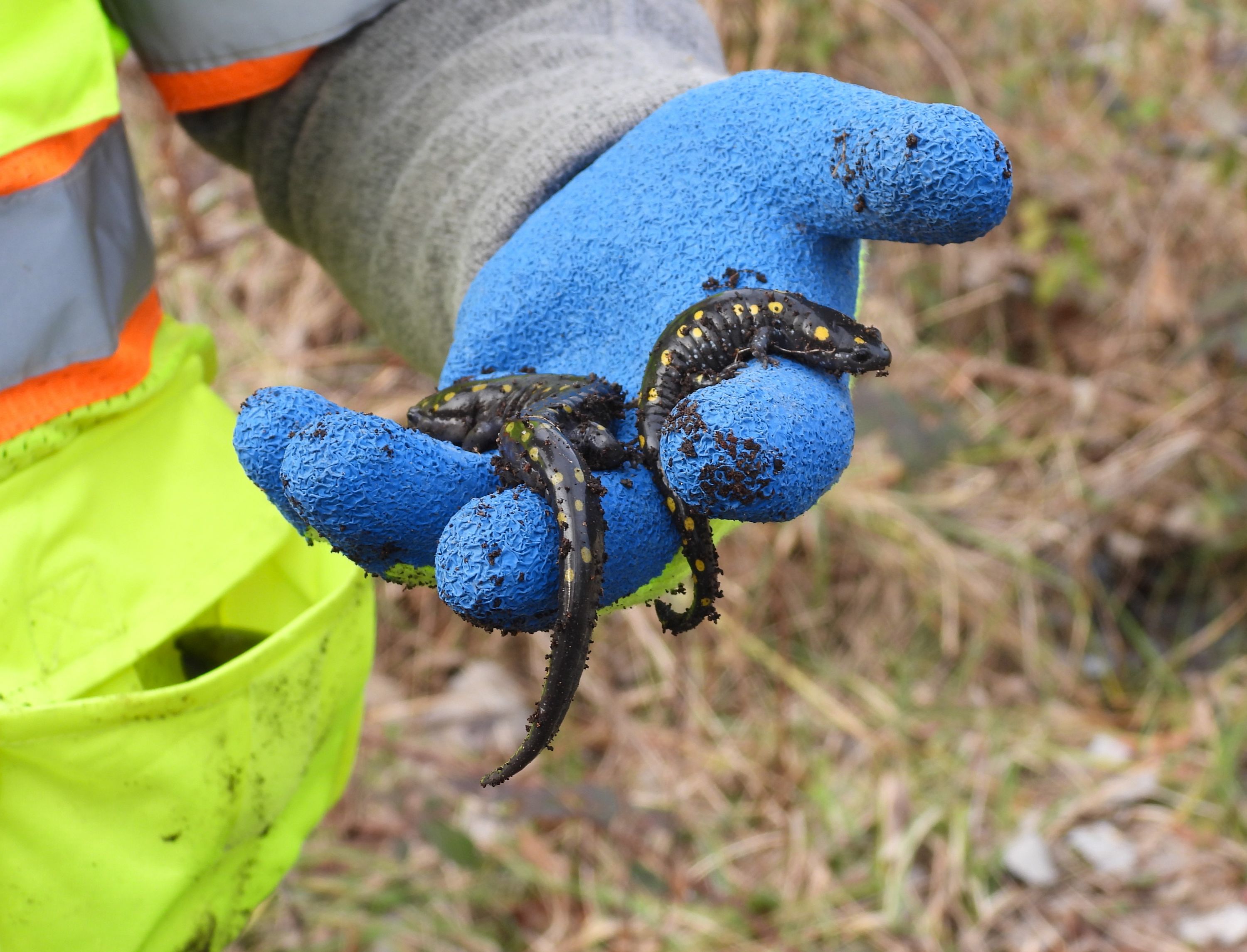 Kingman & Heritage Islands Conservation Area Restoration 