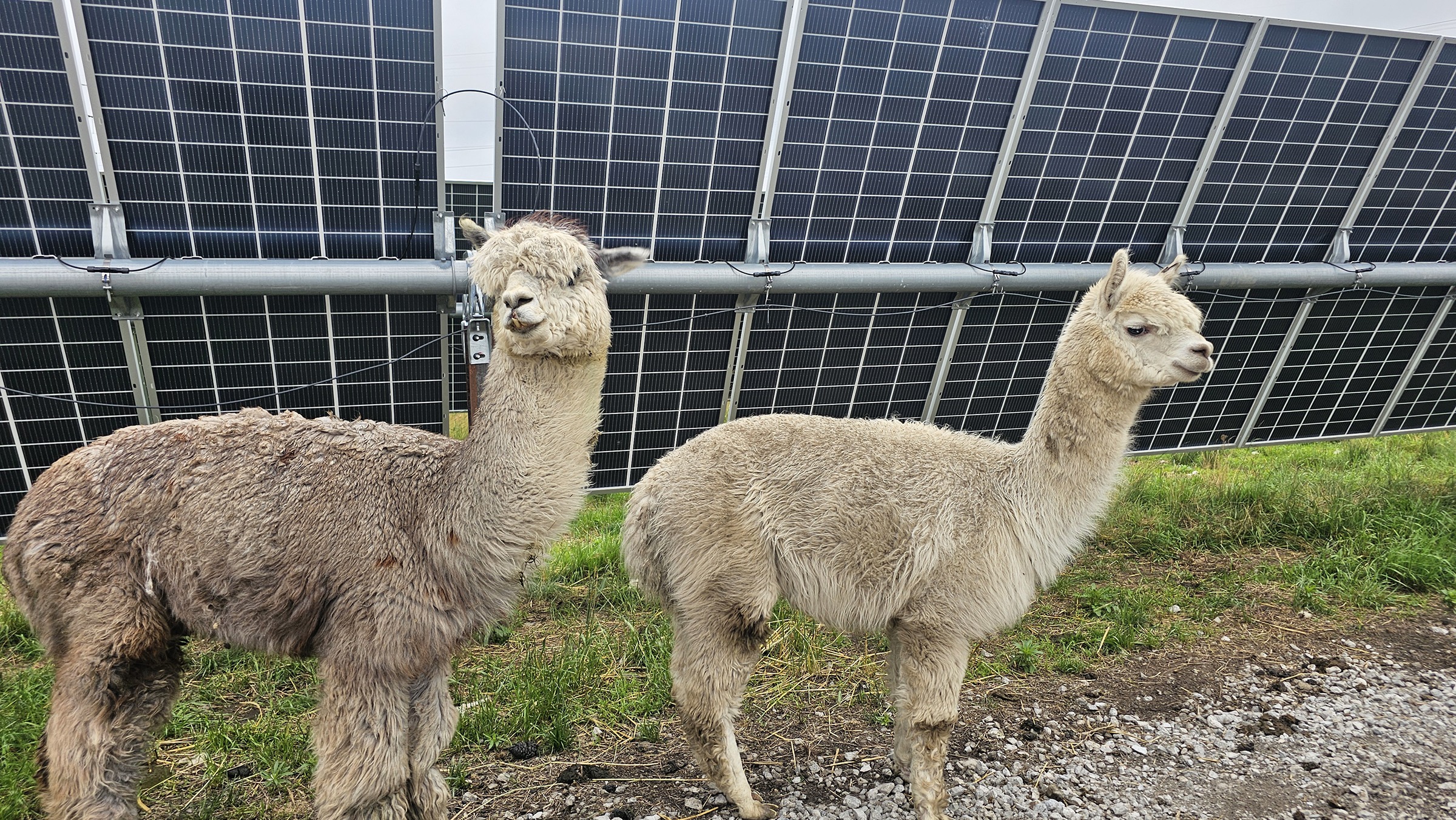 Mammoth Solar North Llamas