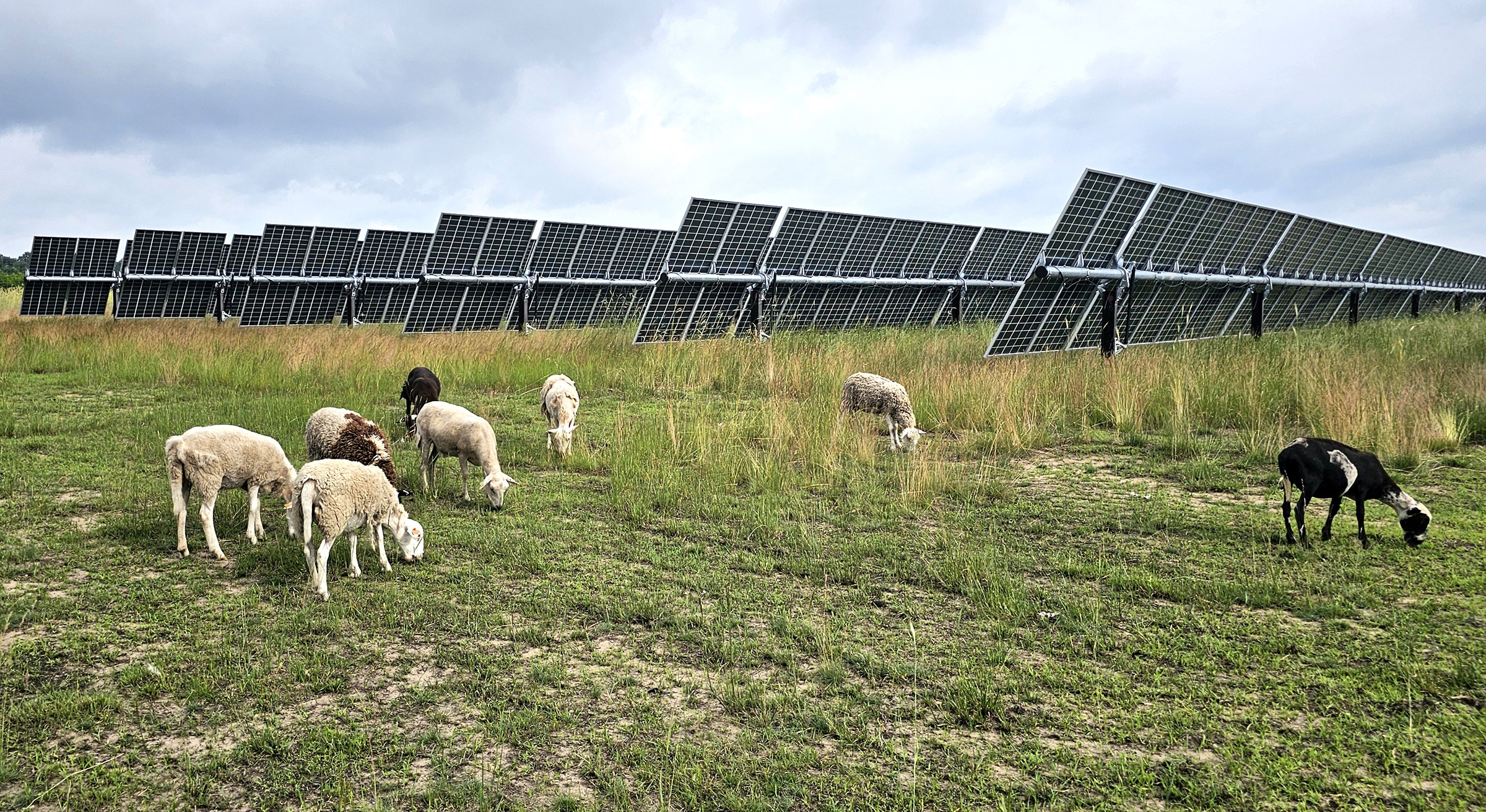 Mammoth Solar North Sheep Grazing