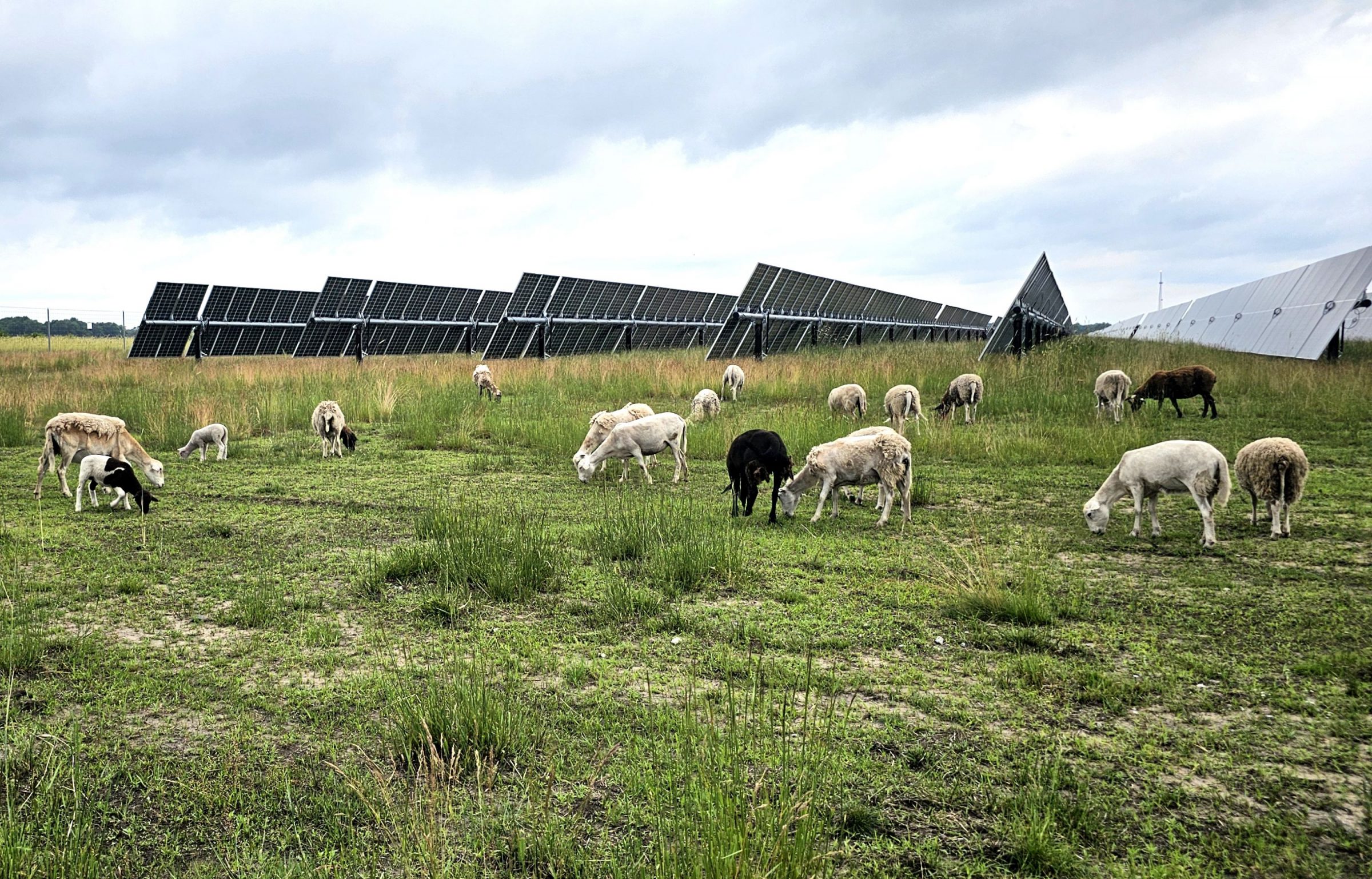 Mammoth Solar North Sheep Grazing