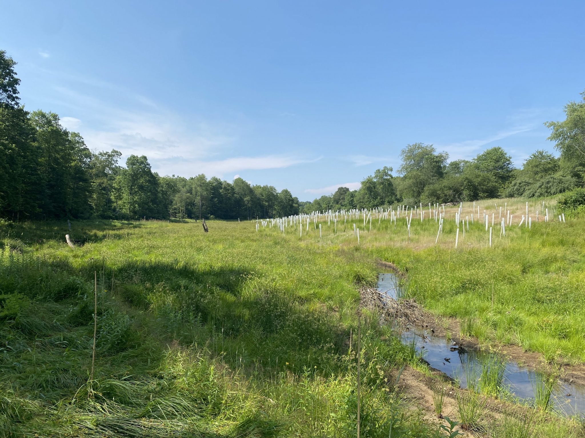 Old Oak Mitigation Bank