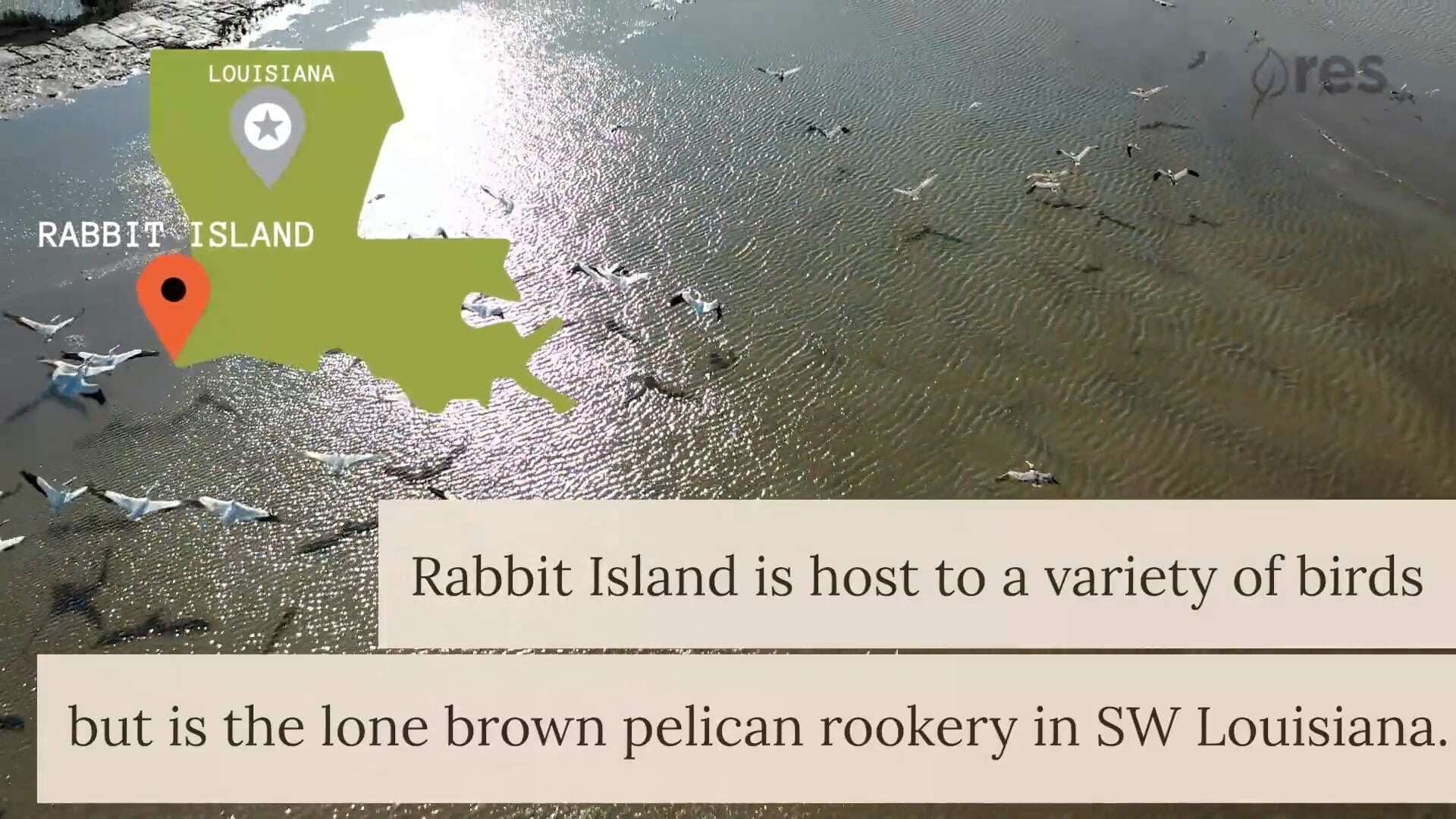 Rabbit Island Brown Pelicans