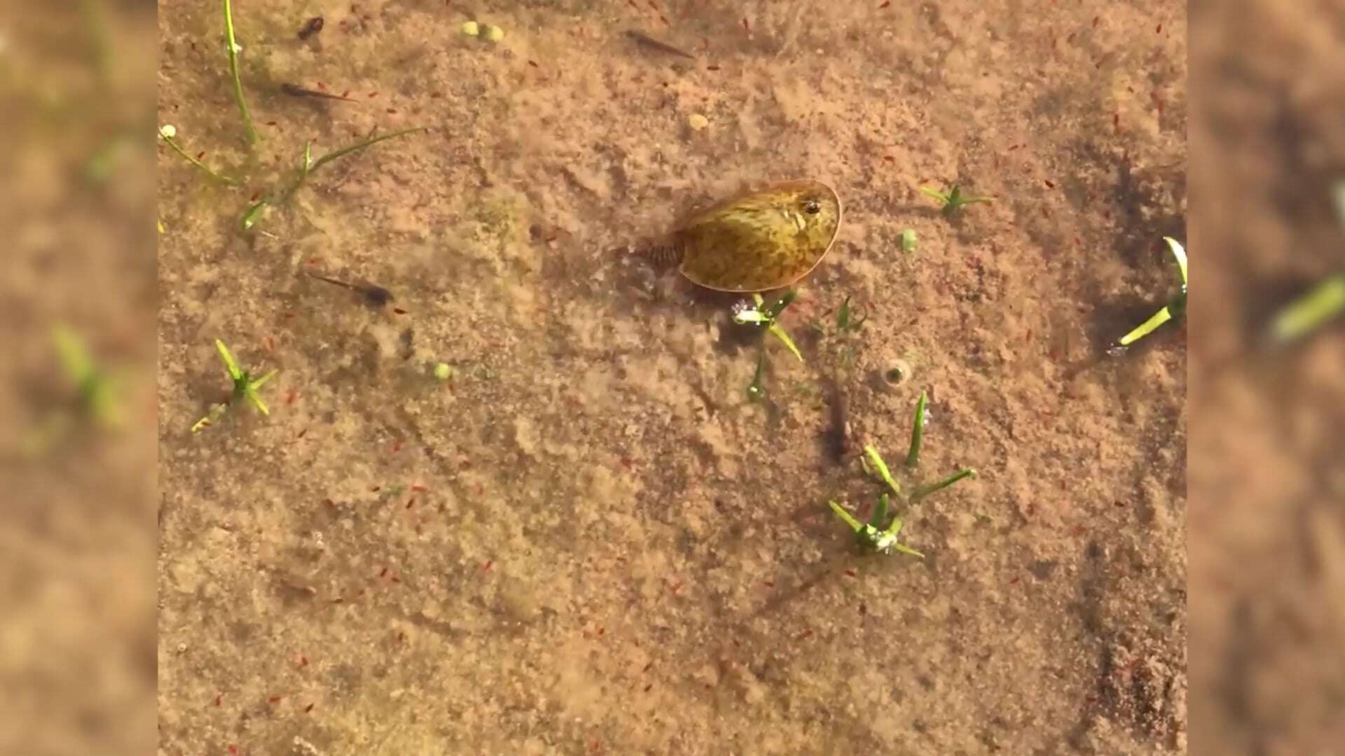 Vernal Pool Tadpole Shrimp, North Suisun Mitigation Bank