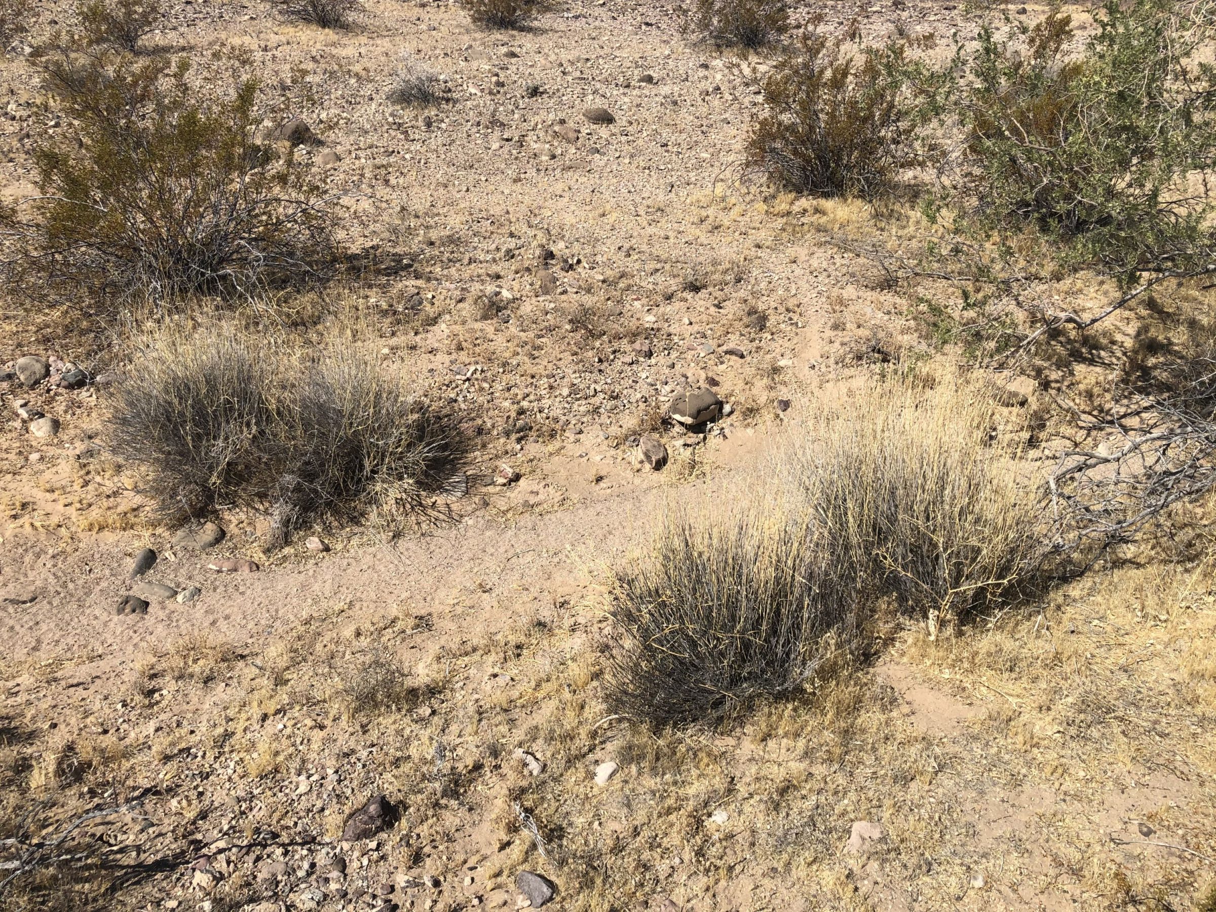 Big Galleta Grass