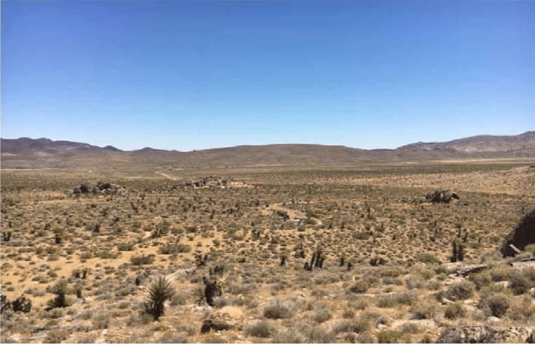 Desert Tortoise Landscape View vs3