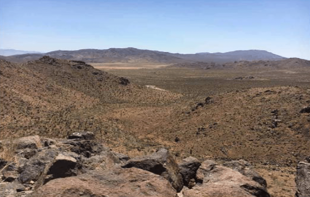 Desert Tortoise Landscape View