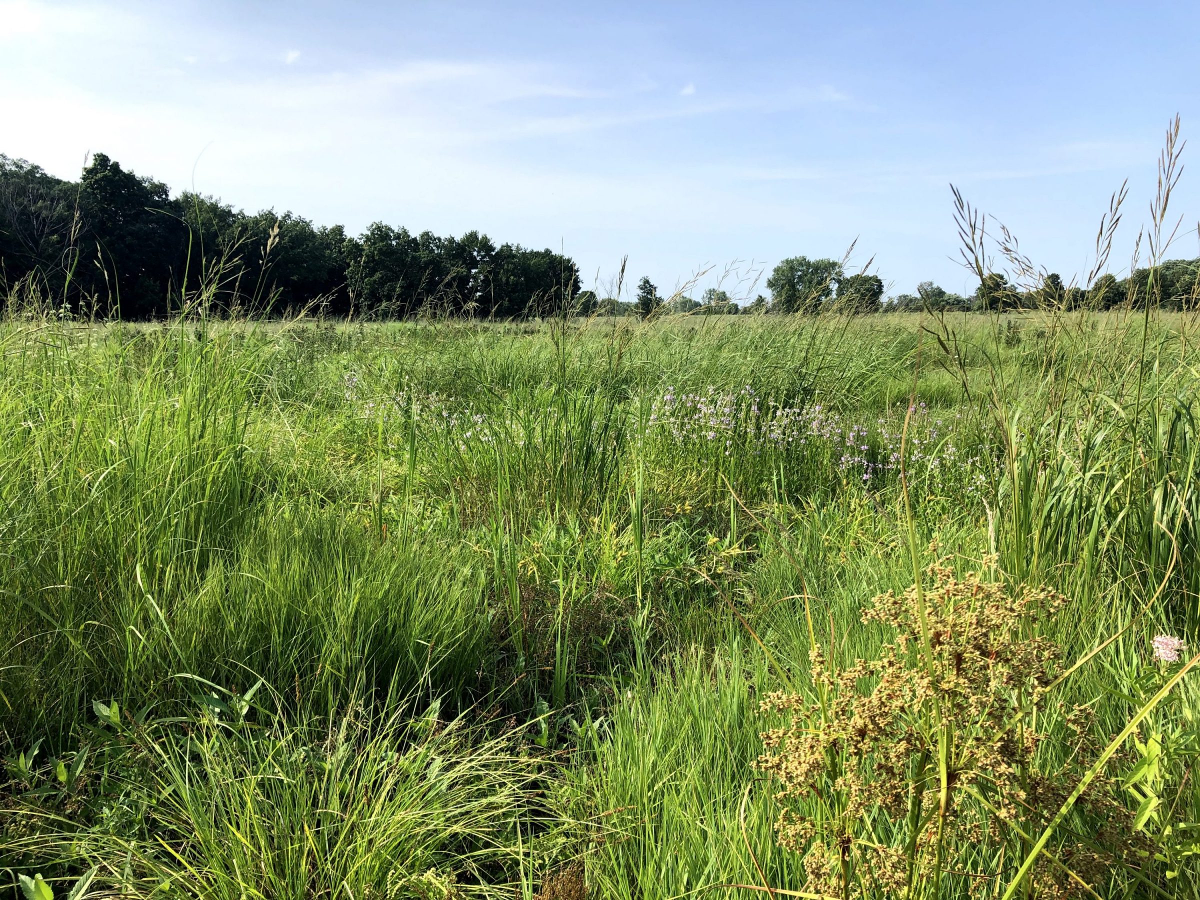 Hobart Marsh