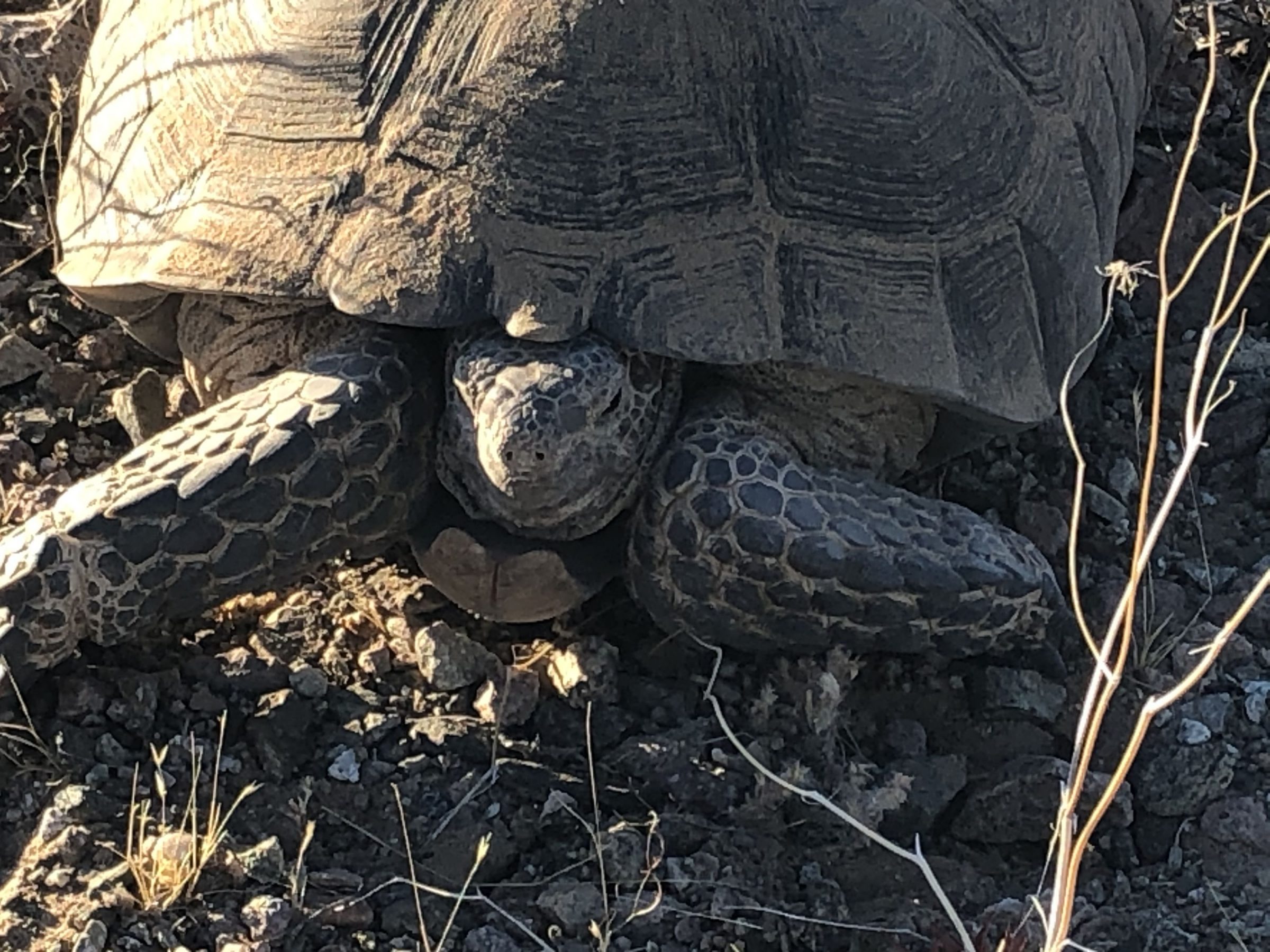 Mojave desert tortoise