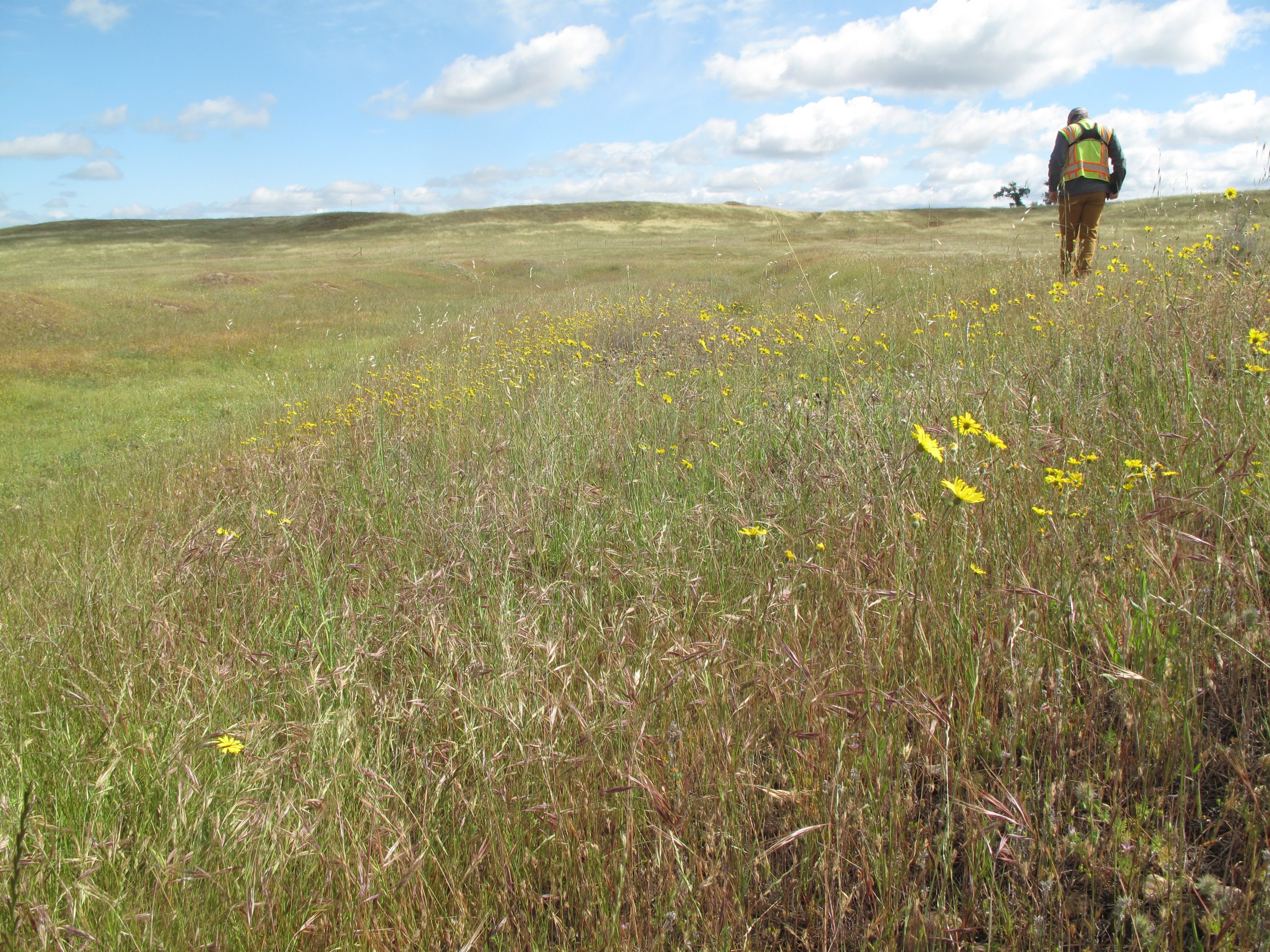 Longview Grasslands Full Delivery/ Turnkey Mitigation Option