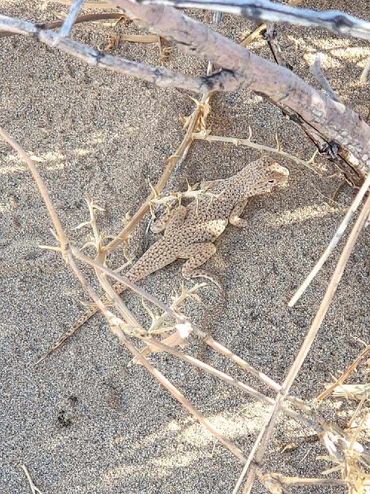 Mojave fringe-toed lizard