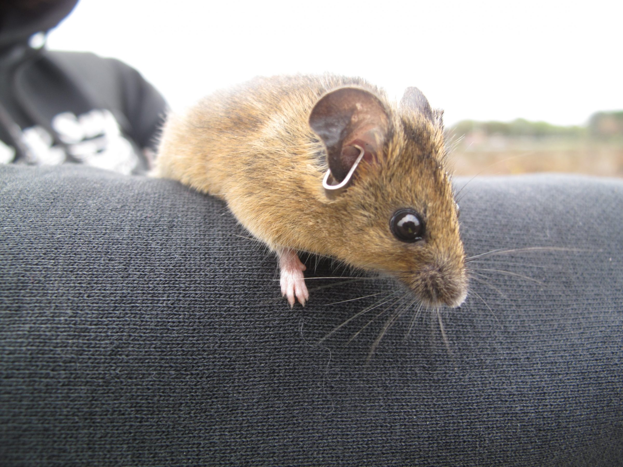Newark Slough_Animal_Salt Marsh Harvest Mouse 2
