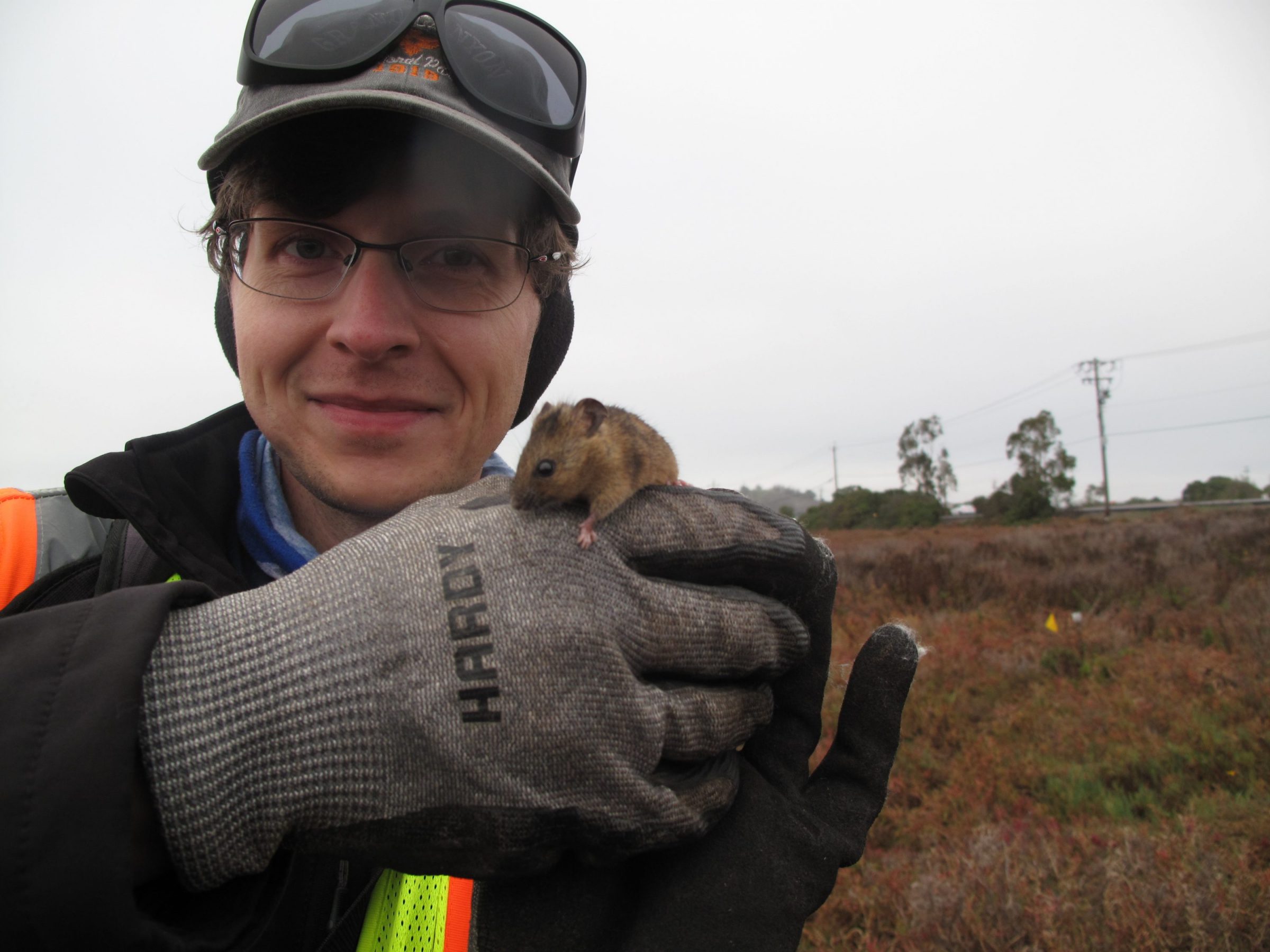 Newark Slough_Animal_SaltMarsh Harvest Mouse_Justin Chappelle