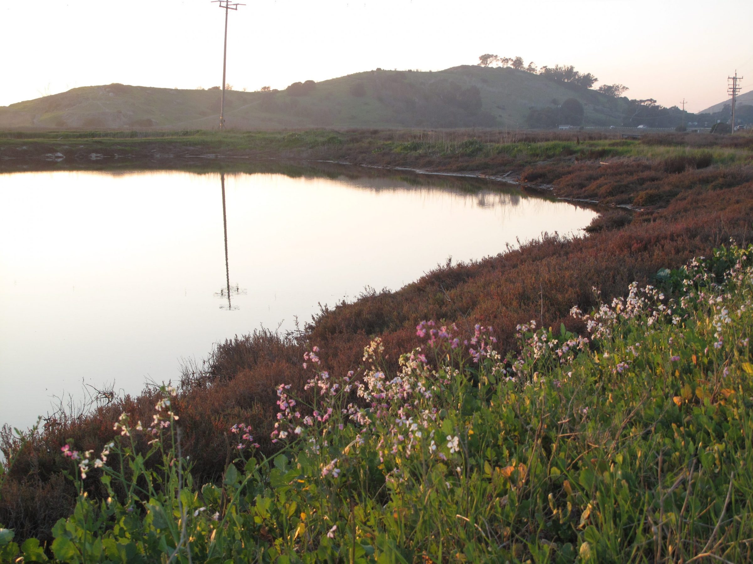 Newark Slough_Landscape 2