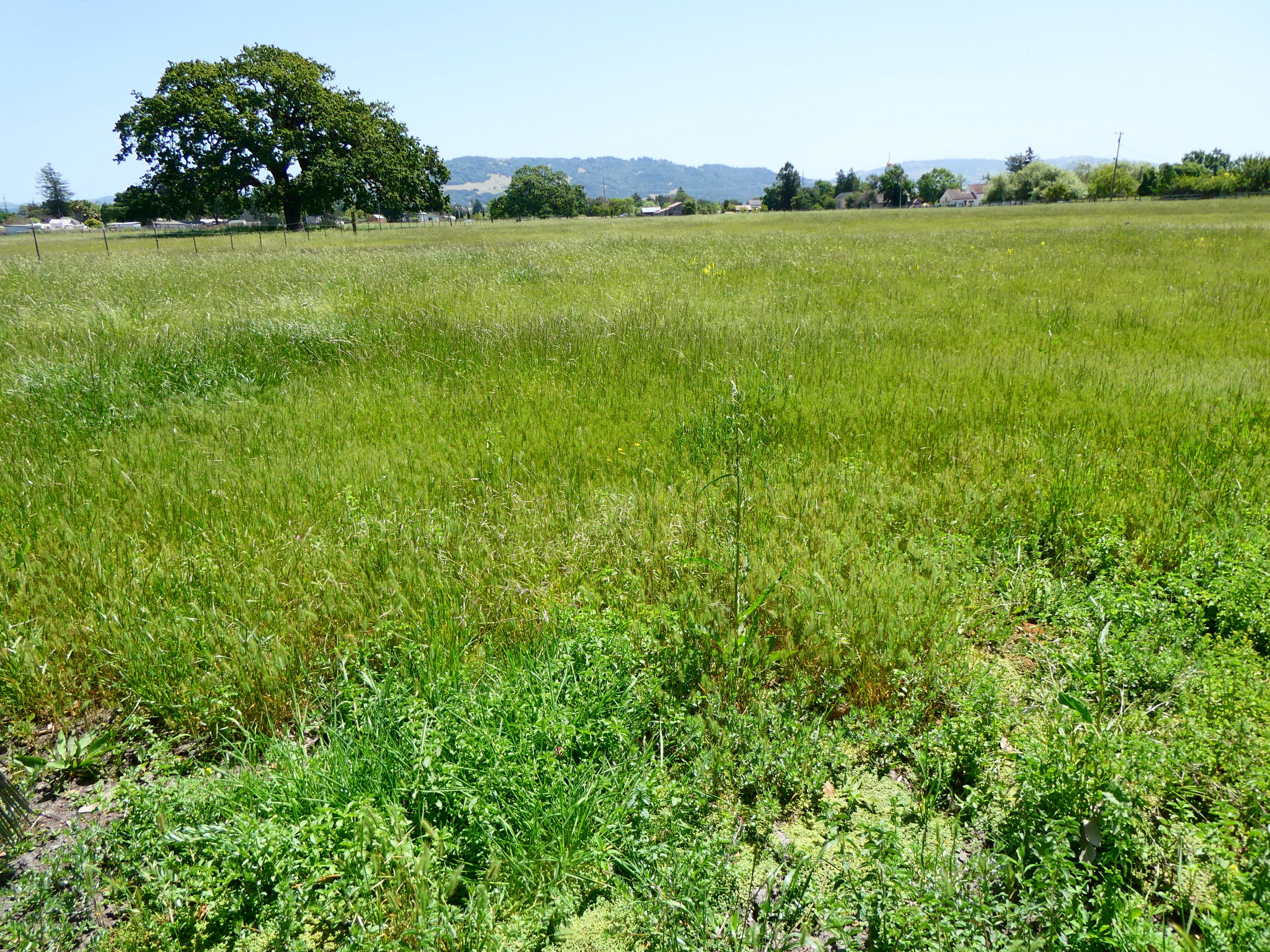 Saints Conservation Site Mitigation Full Delivery/ Turnkey Mitigation Option