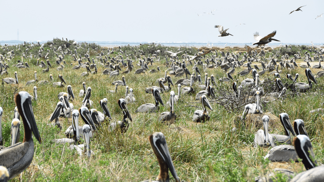 queen bess pelicans