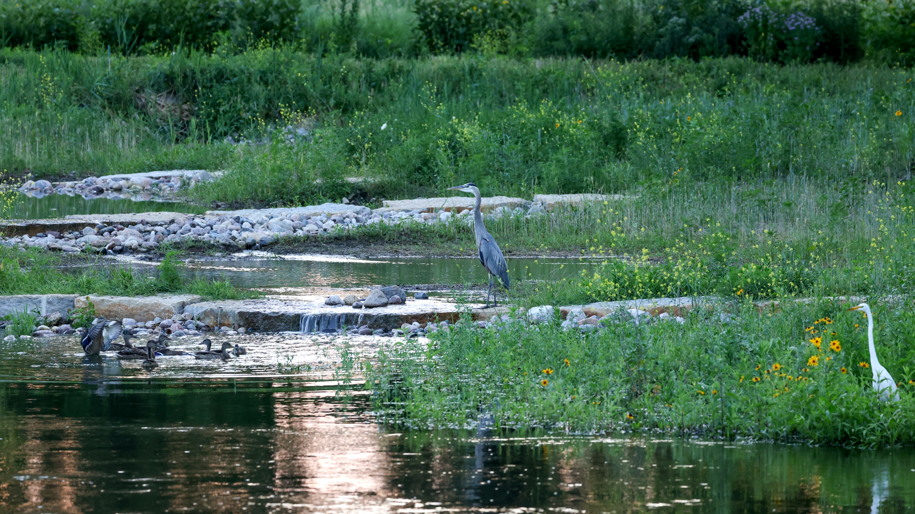 Lower DuPage River Stream Restoration