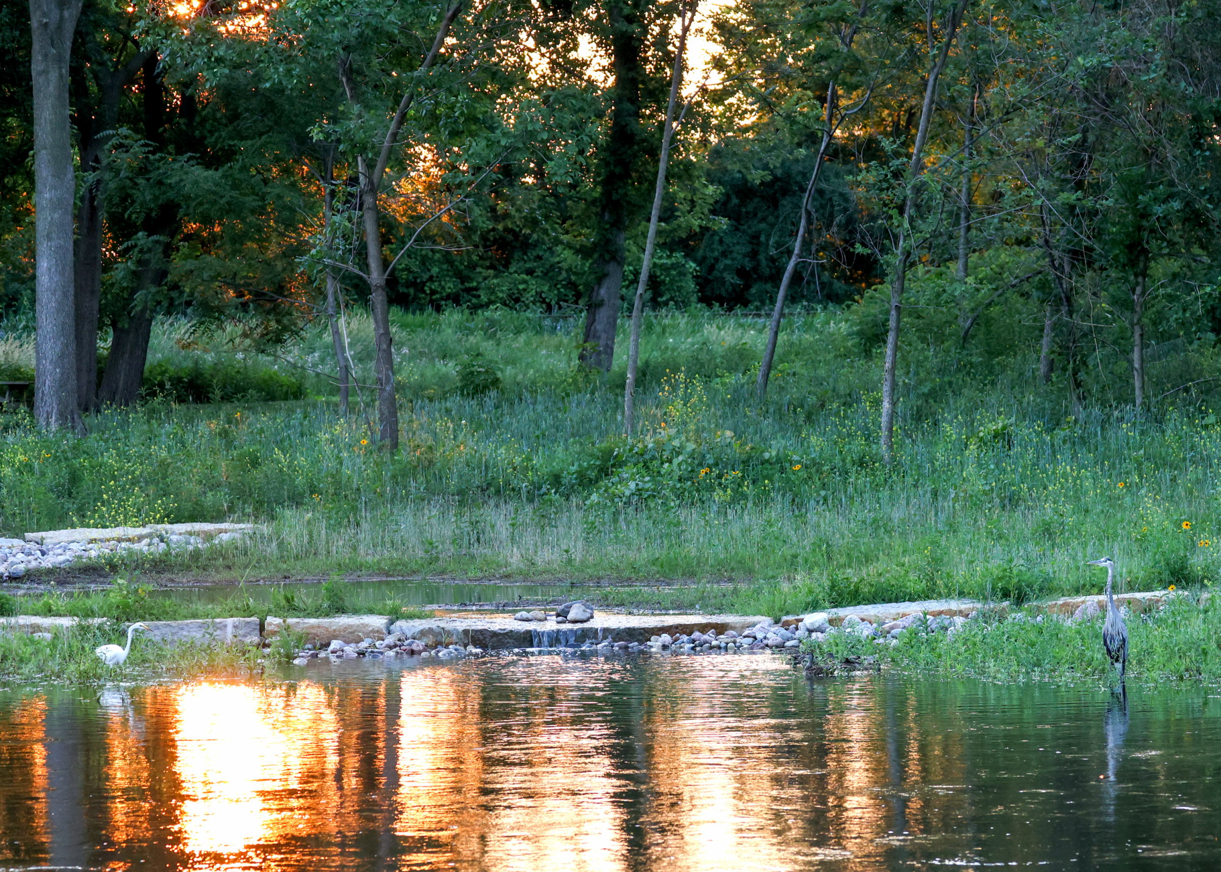 Lower DuPage River 3
