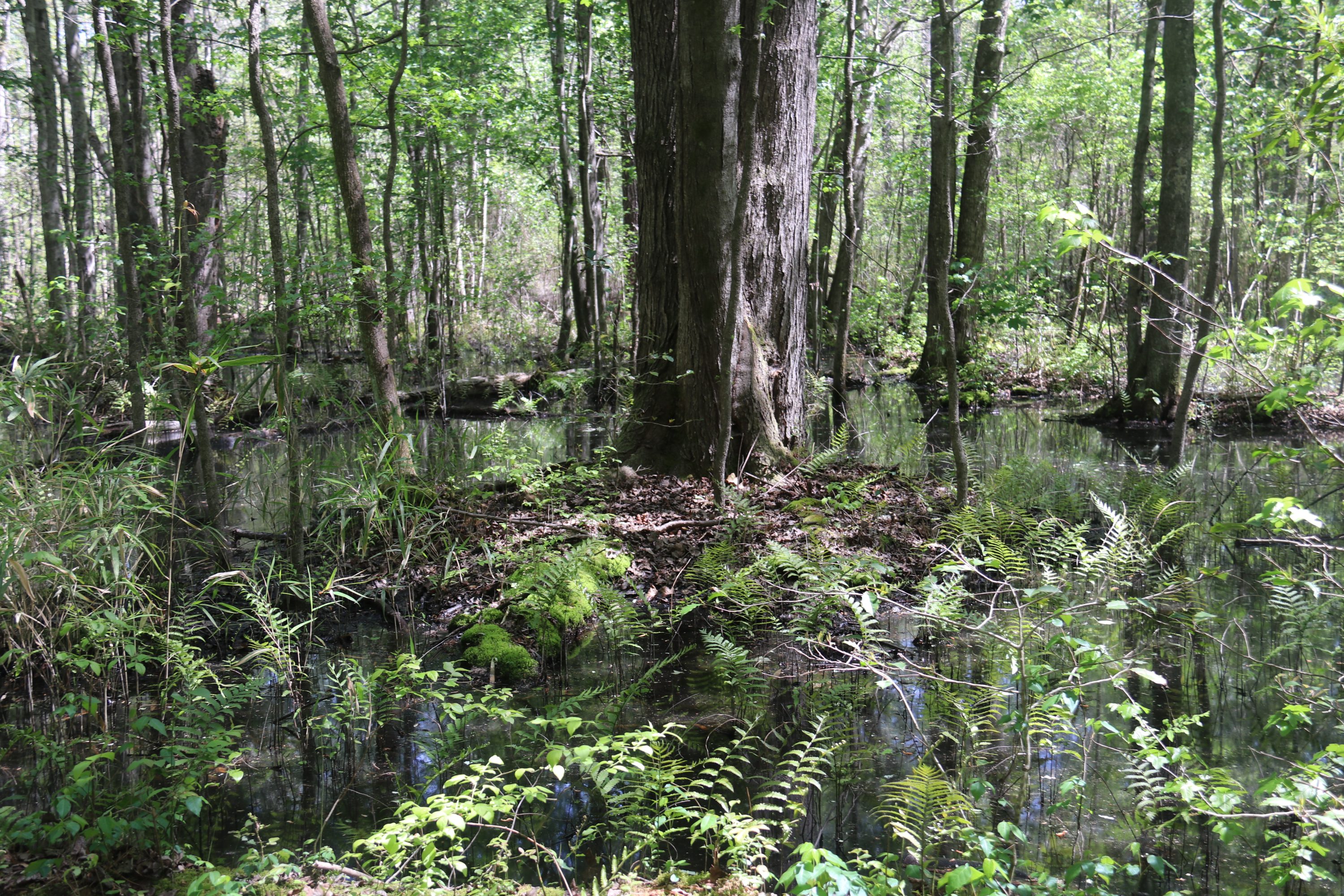 Chesapeake Wetland Mitigation Bank